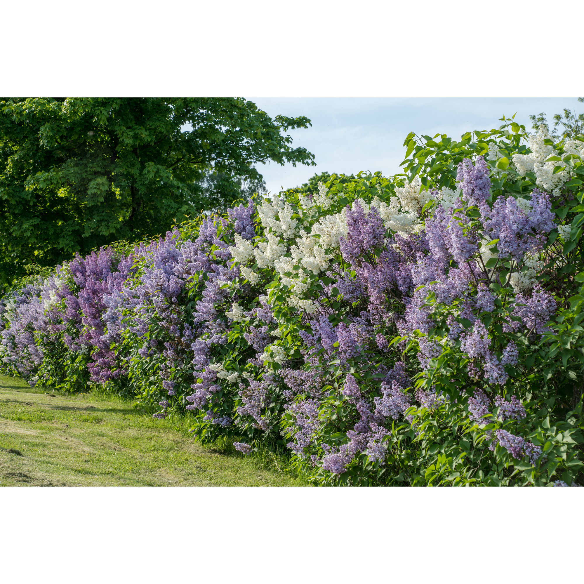 Planta Vanlig Syrén Omnia Garden 20-40cm Krukodlade