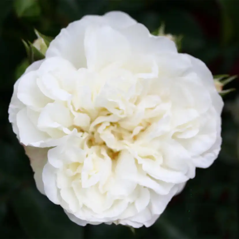 Marktäckande Buskros Omnia Garden White Meidiland