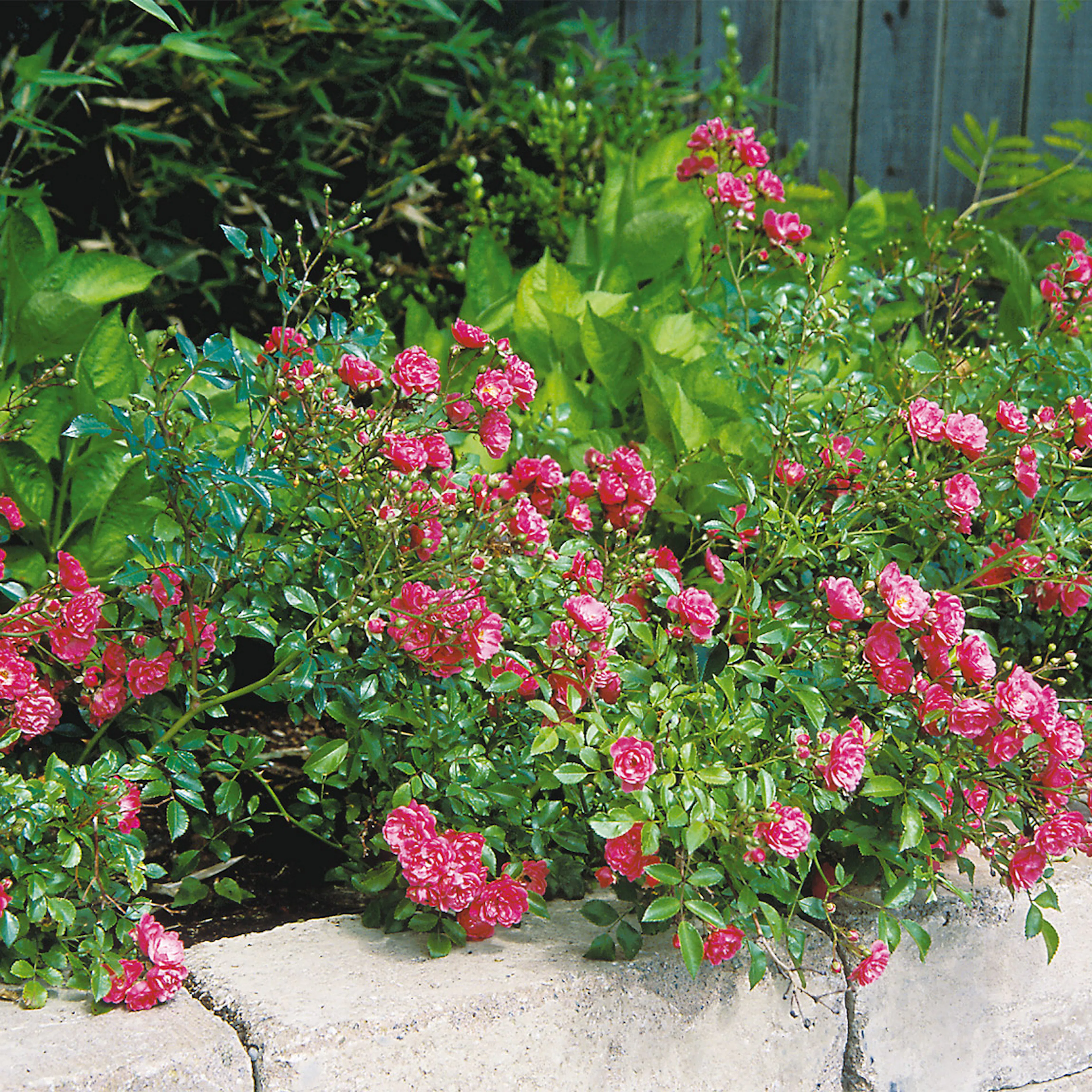 Rosa "Fairy Dance", 1-pack 1-pack