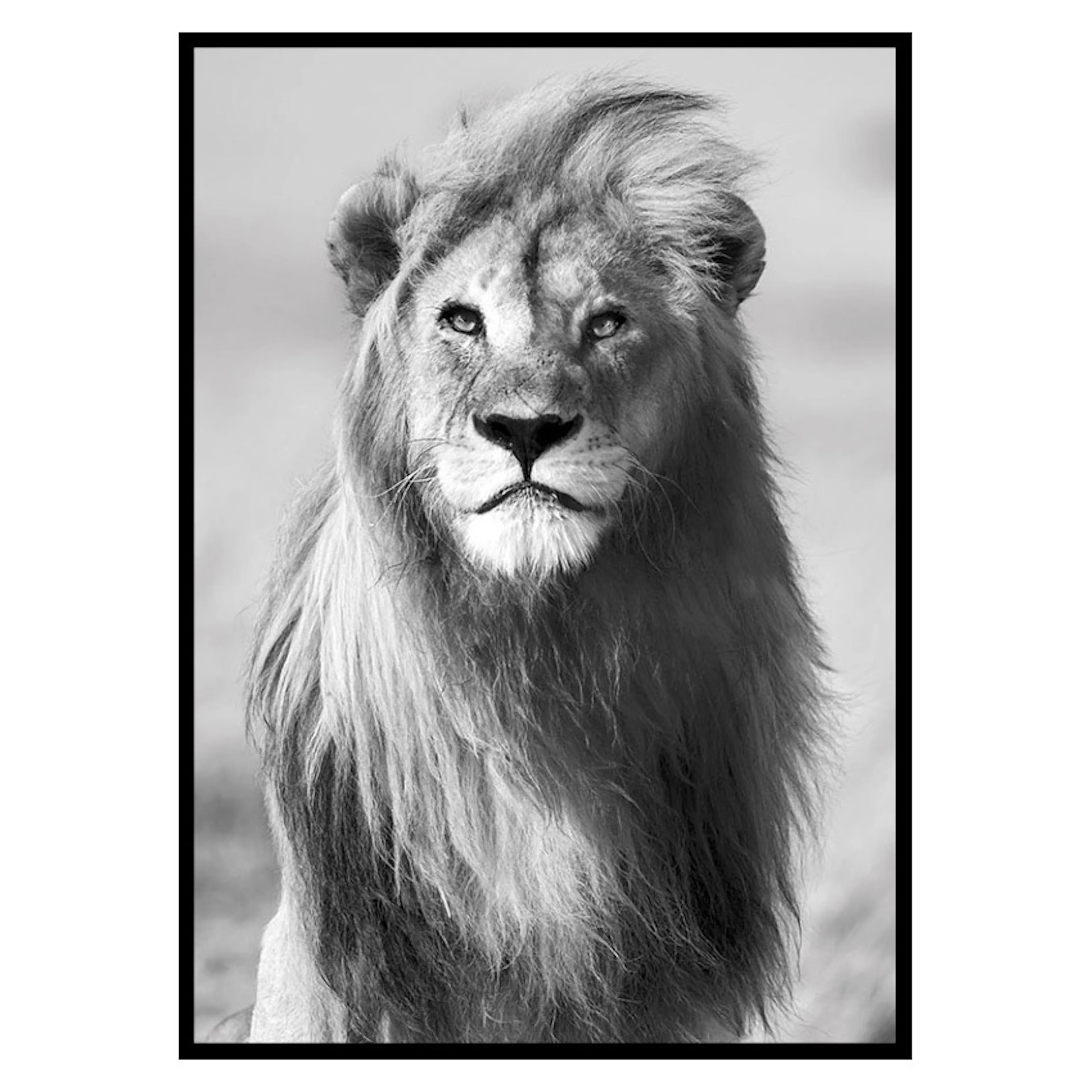 Poster Gallerix Majestic Lion
