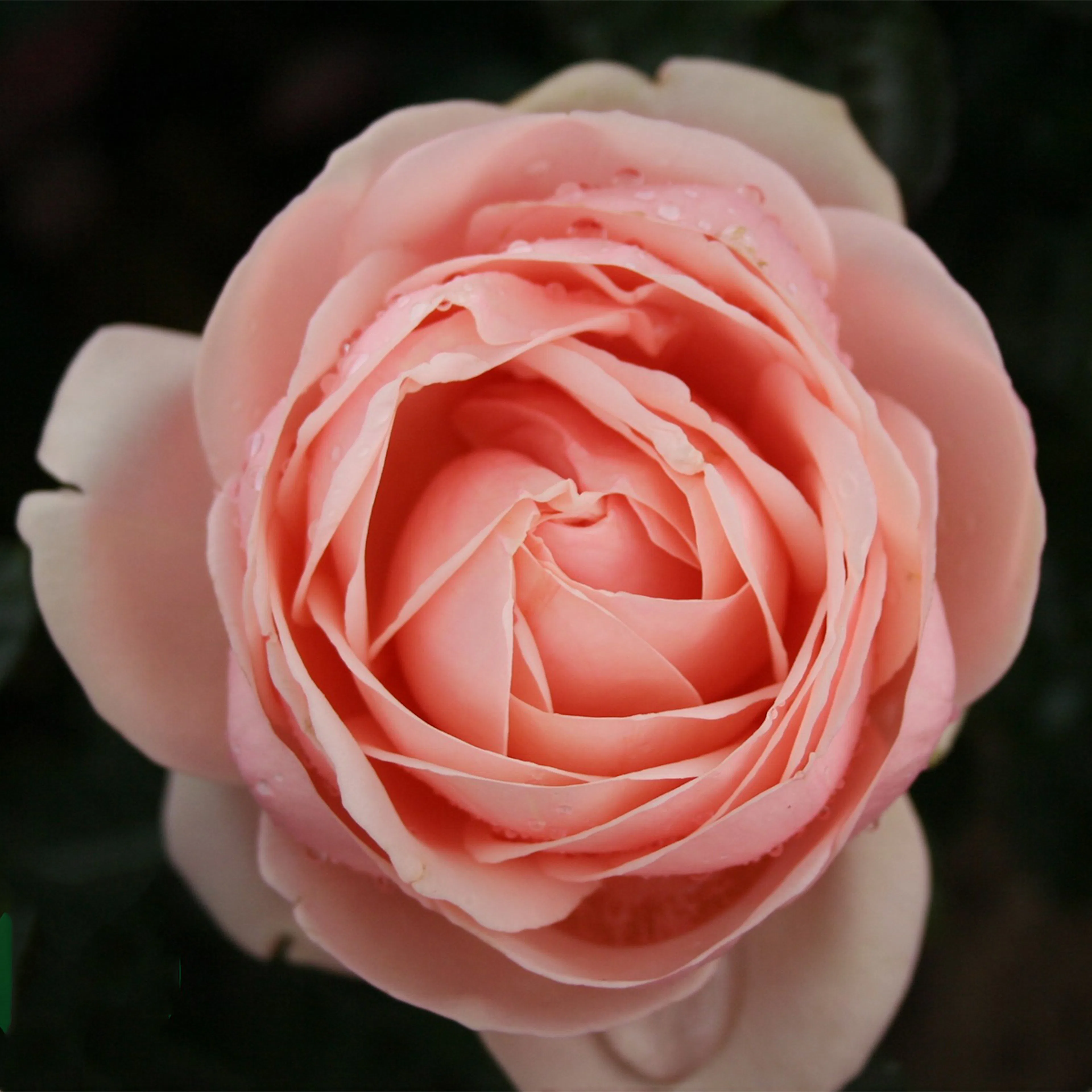 Rosa "Aphrodite", 5-pack 5-pack