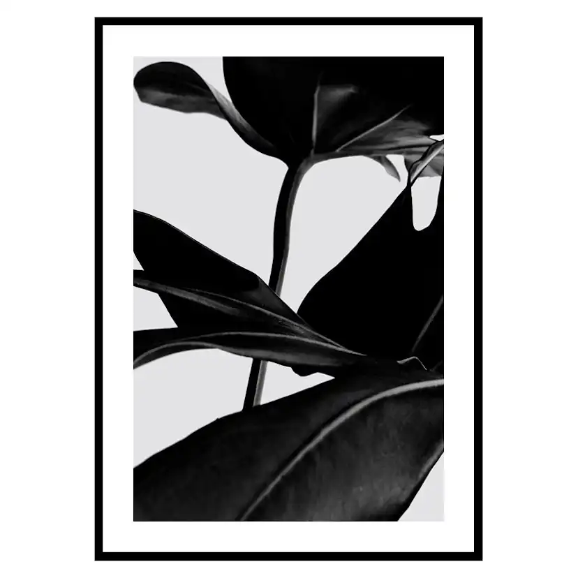Poster Gallerix Ficus Black