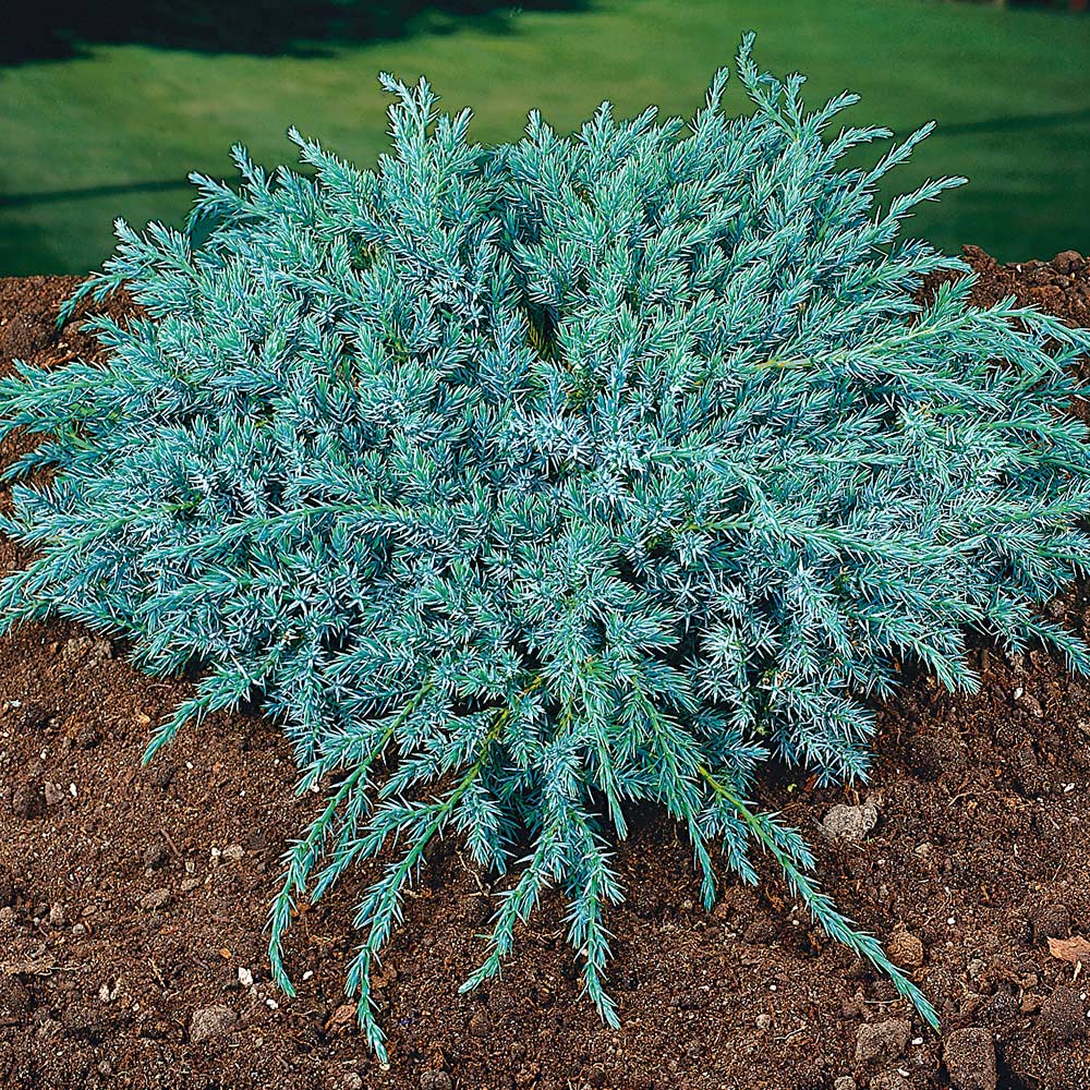 Himalaya-en Omnia Garden Blue Carpet 30-35 cm