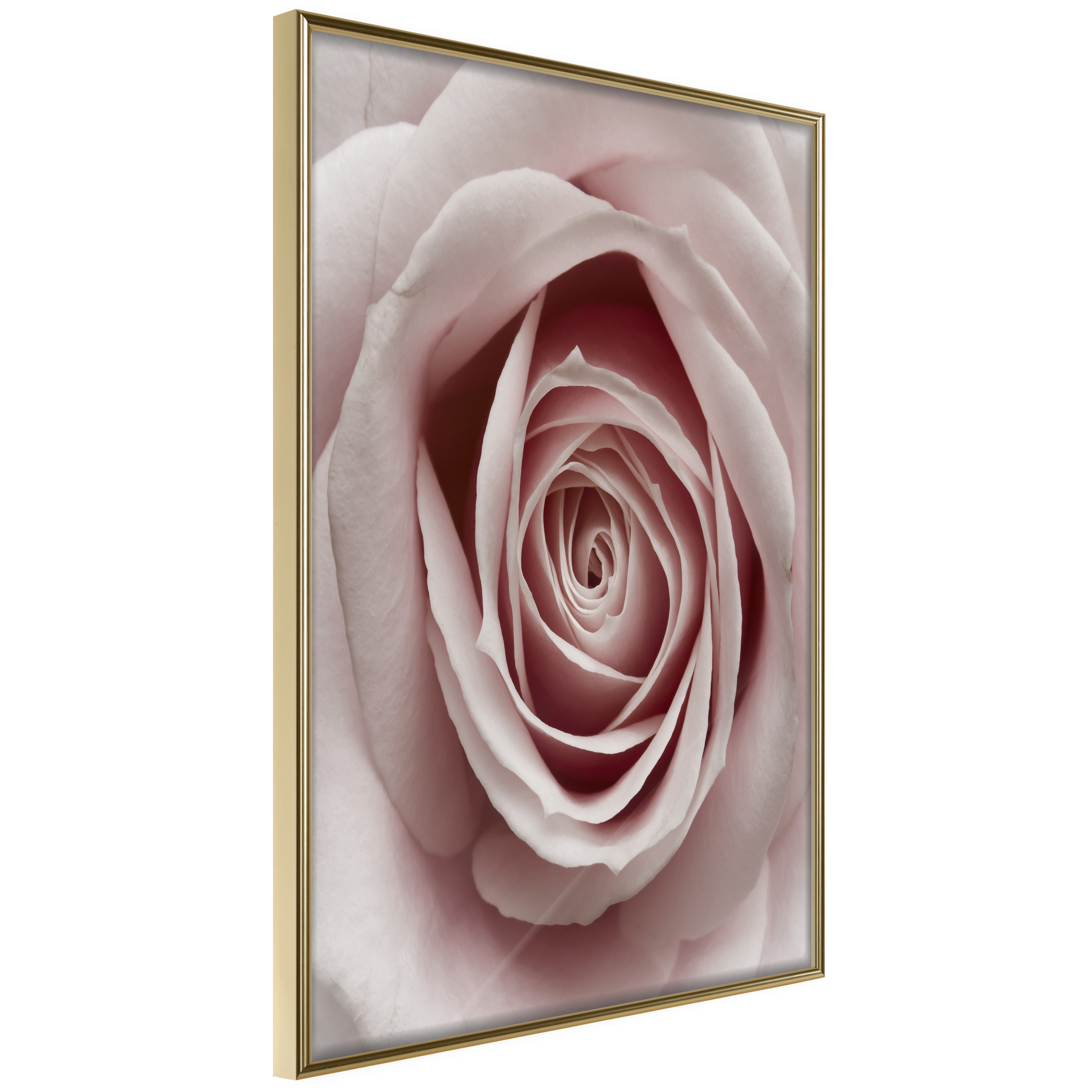 Affisch - Pastel Rose [Poster] 20x30 Guld ram, 20x30 cm