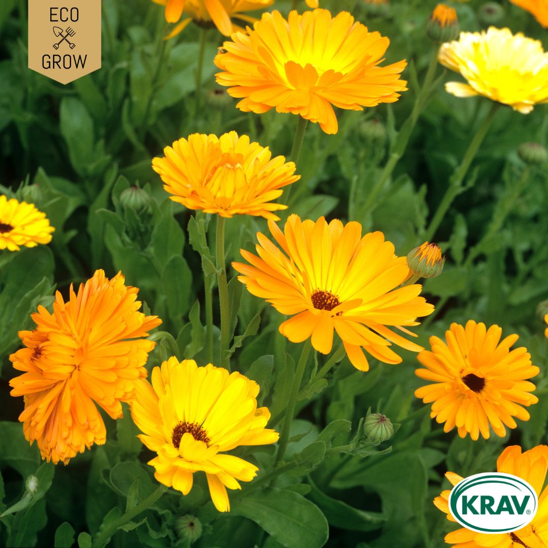 Fröpåse Eco Grow Ringblomma Calendula Officinalis