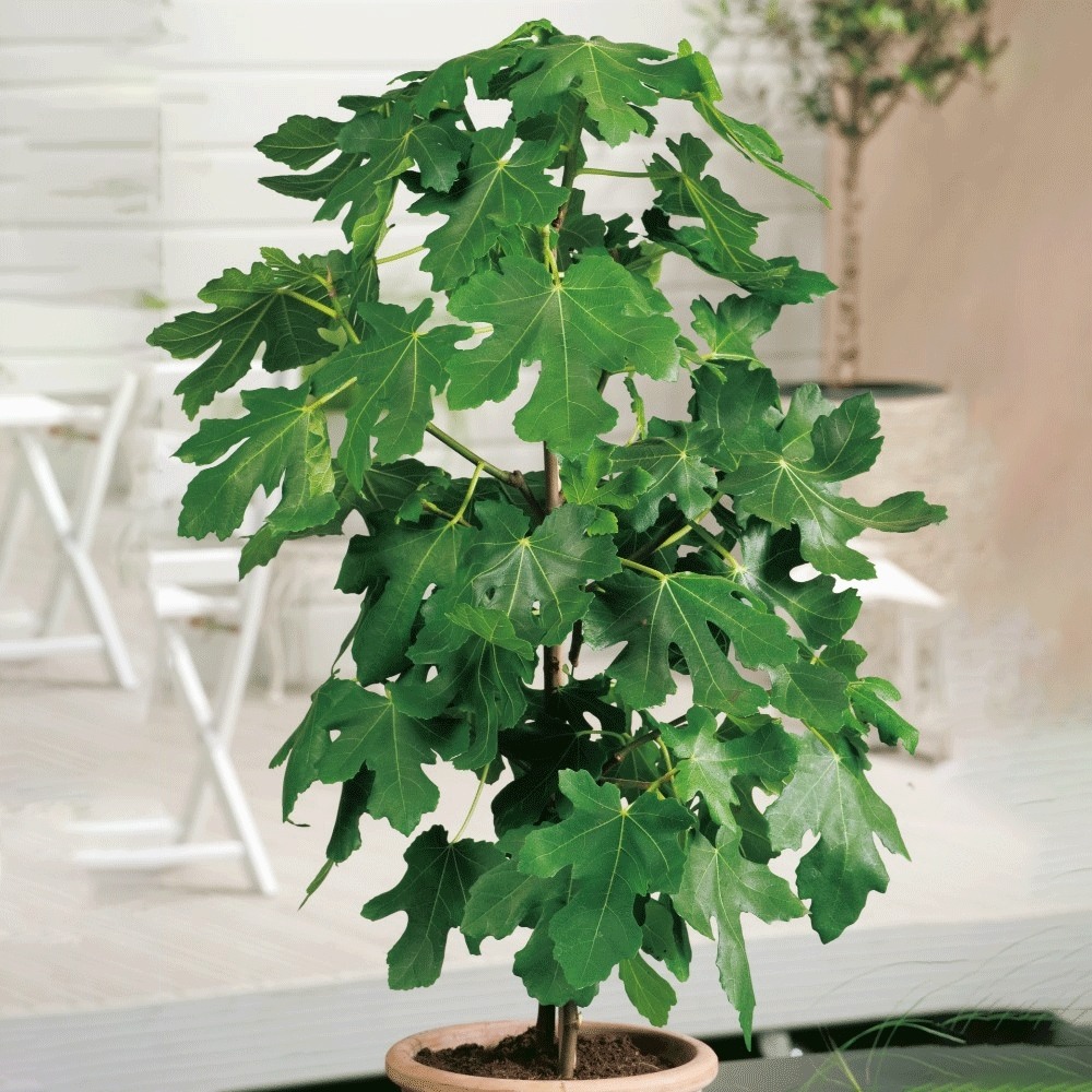 Ficus carica 'Bornholms Diamant', stam 60 cm Leveranshöjd: 30-40 cm
