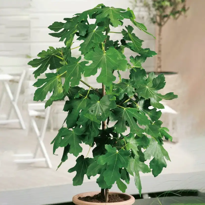 Ficus carica 'Bornholms Diamant', stam 60 cm Leveranshöjd: 30-40 cm