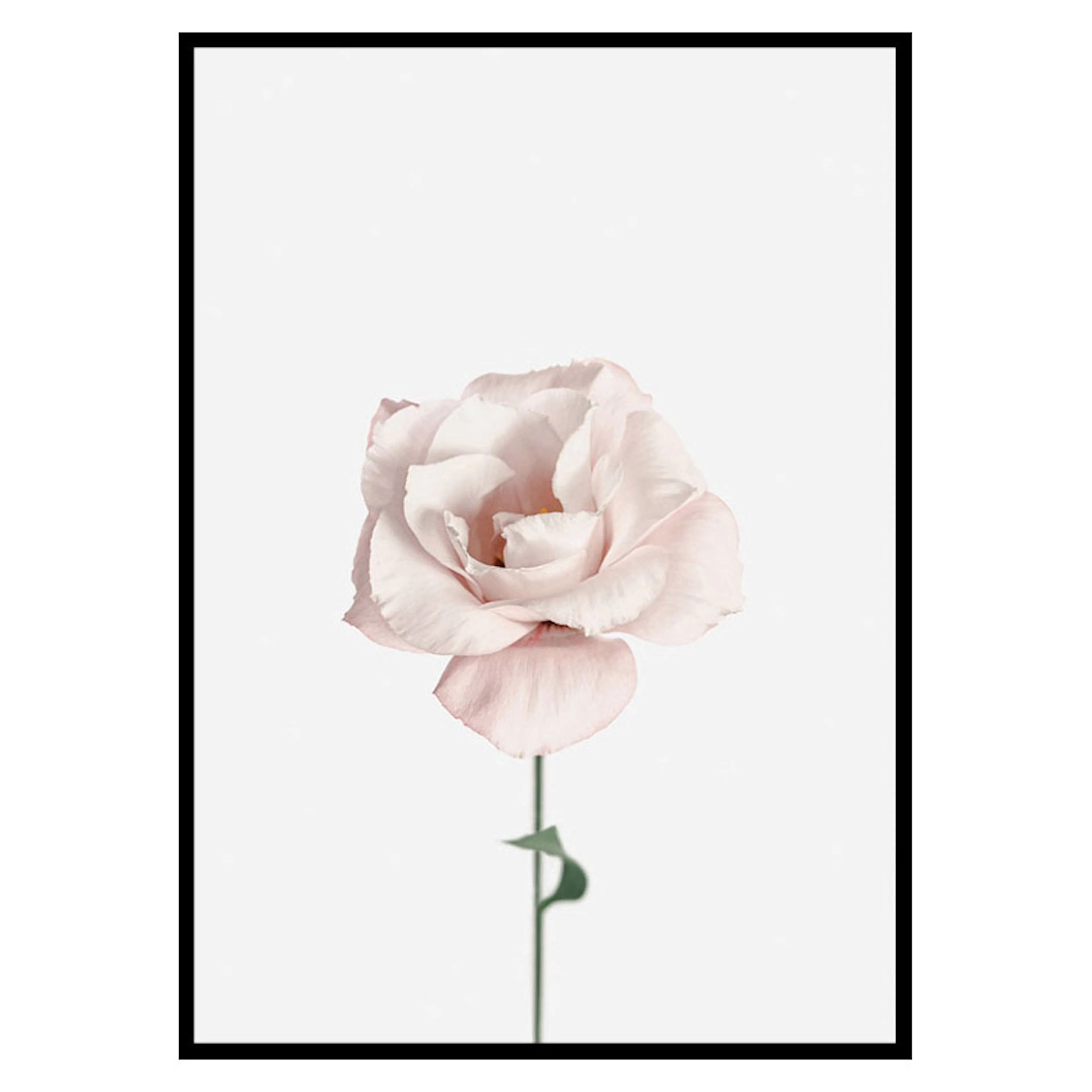 Poster Gallerix Pink Rose No1