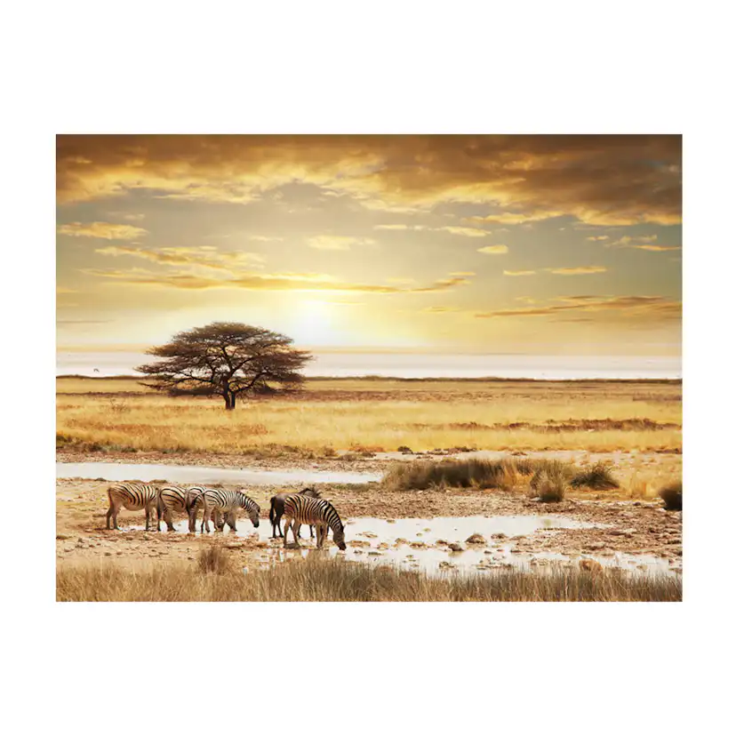 Afrikanska zebror runt vattenhål 400x309 Storlek: 400x309 cm