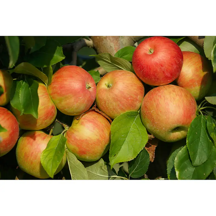 Äppelträd Omnia Garden Malus Domestica Fredrik E
