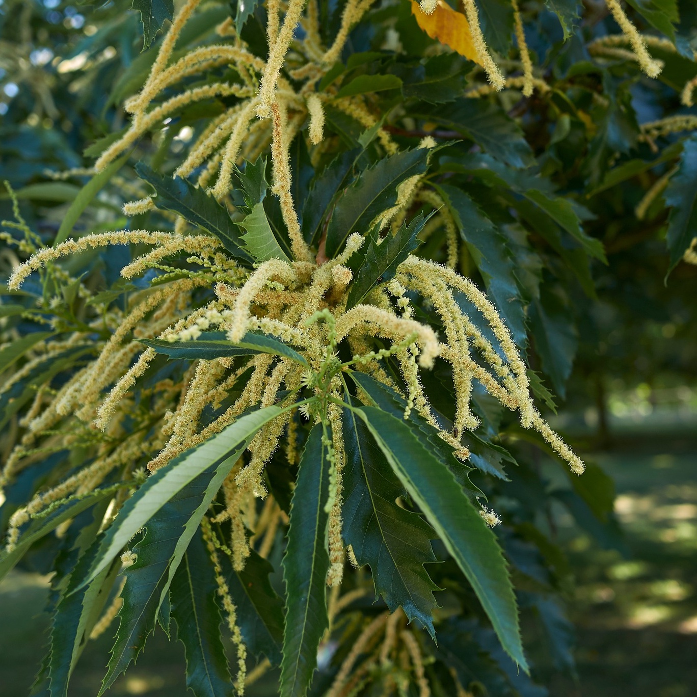 Äkta Kastanj Omnia Garden Castanea Sativa Högstam