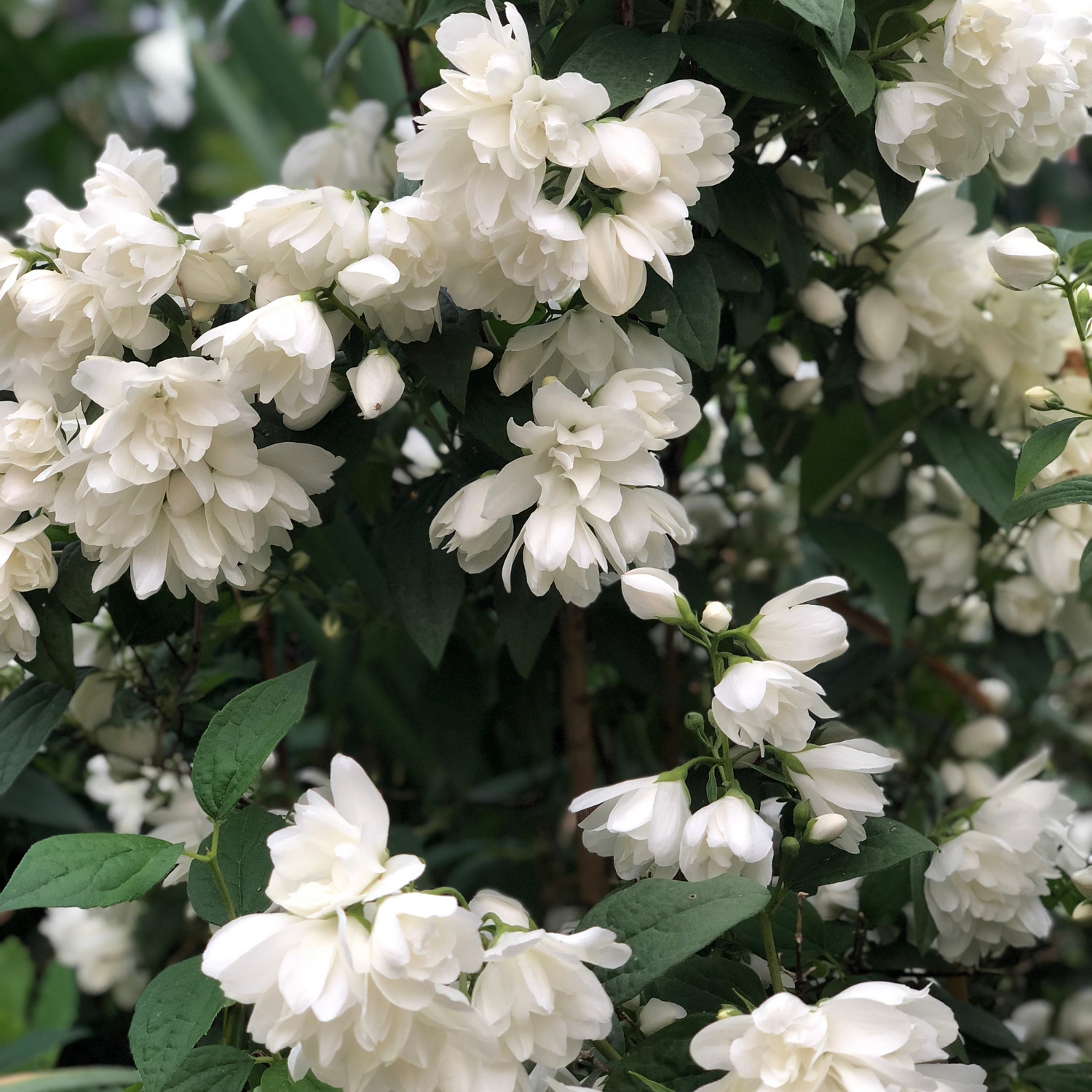 Prydnadsbuske Kameliaschersmin Omnia Garden Snowbelle