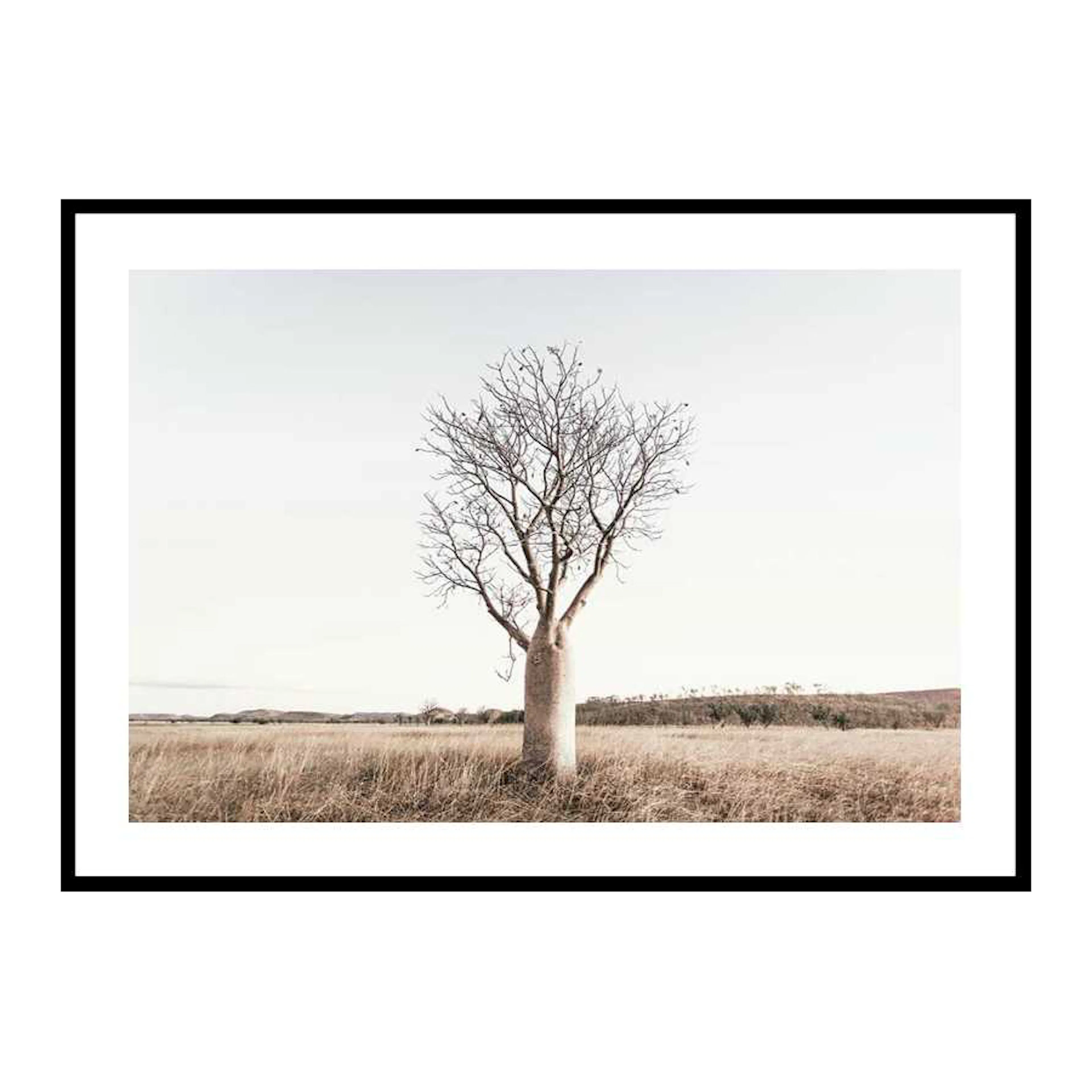 Poster Gallerix Boab Tree