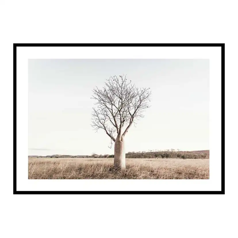 Poster Gallerix Boab Tree