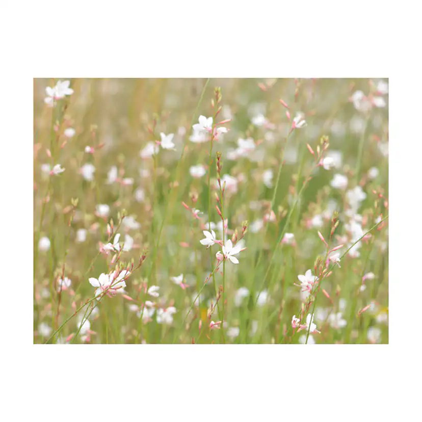 Fototapet Arkiio Vita Känsliga Blommor