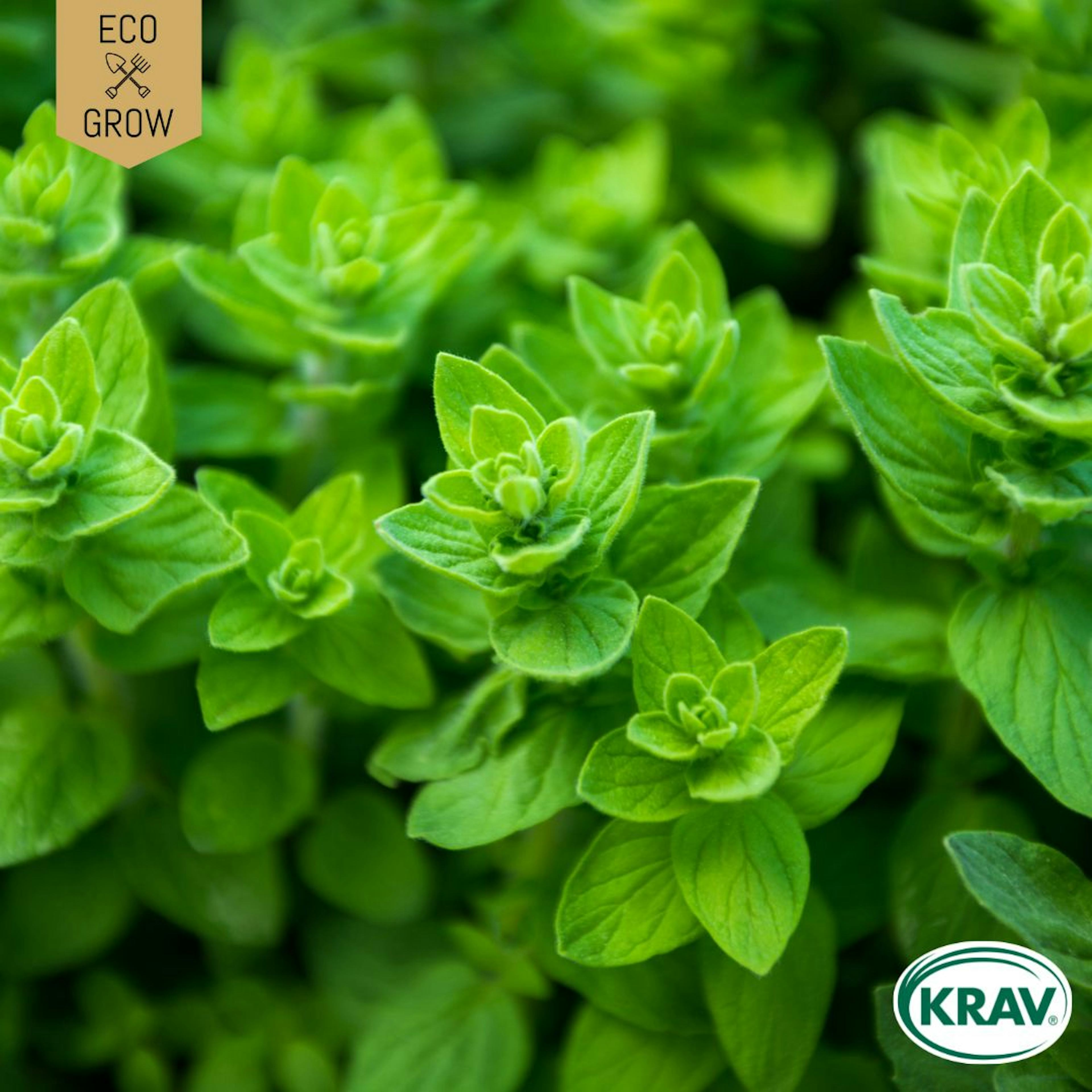 Fröpåse Eco Grow Oregano Italian Origanum Vulgare