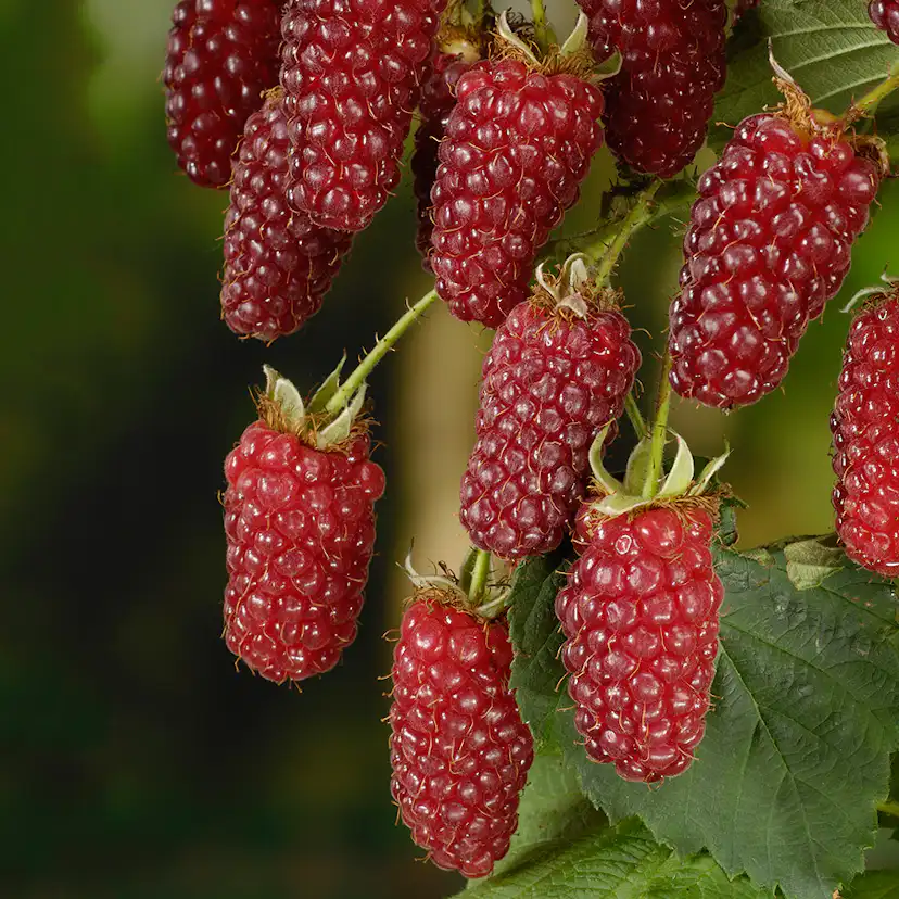 Buske Björnbärshallon Omnia Garden 60-80 cm