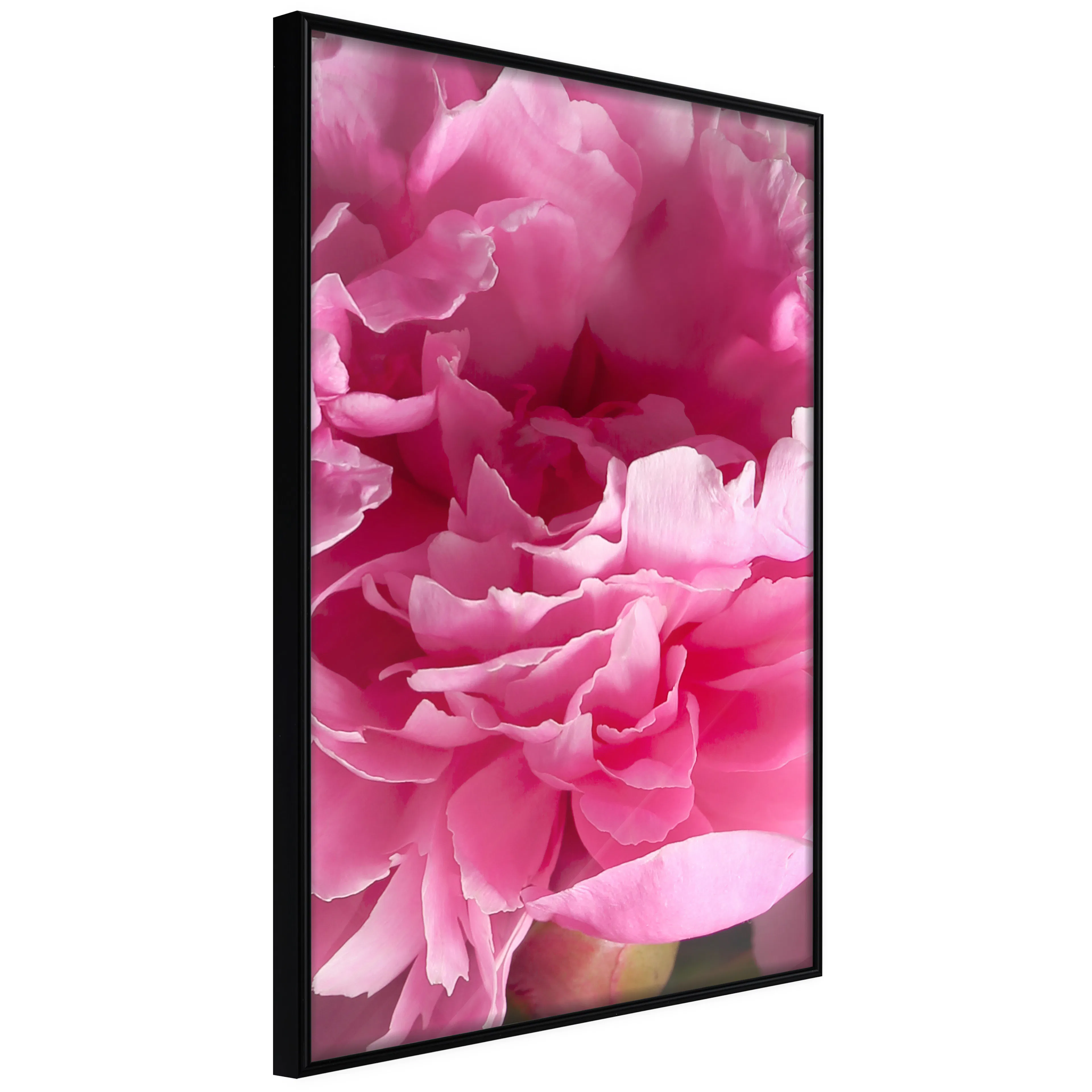 Affisch - Beautiful Peonies [Poster] 40x60 Svart ram, 40x60 cm