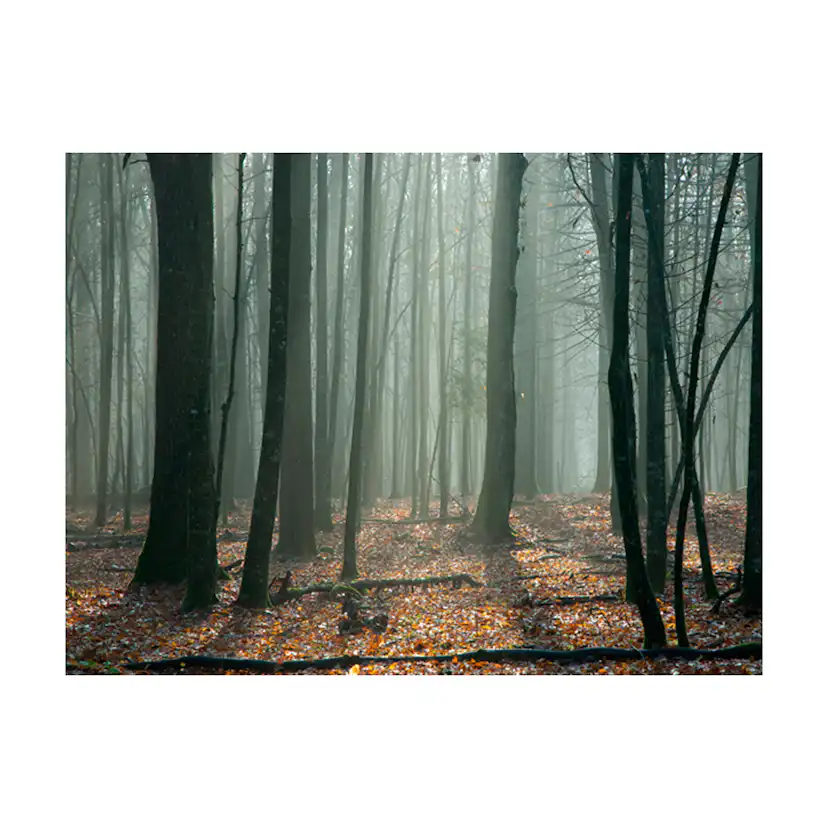 Fototapet Arkiio Witches' Forest
