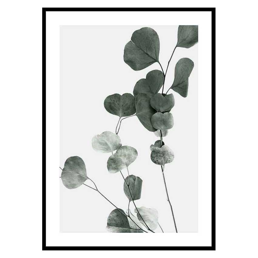Poster Gallerix Eucalyptus No7