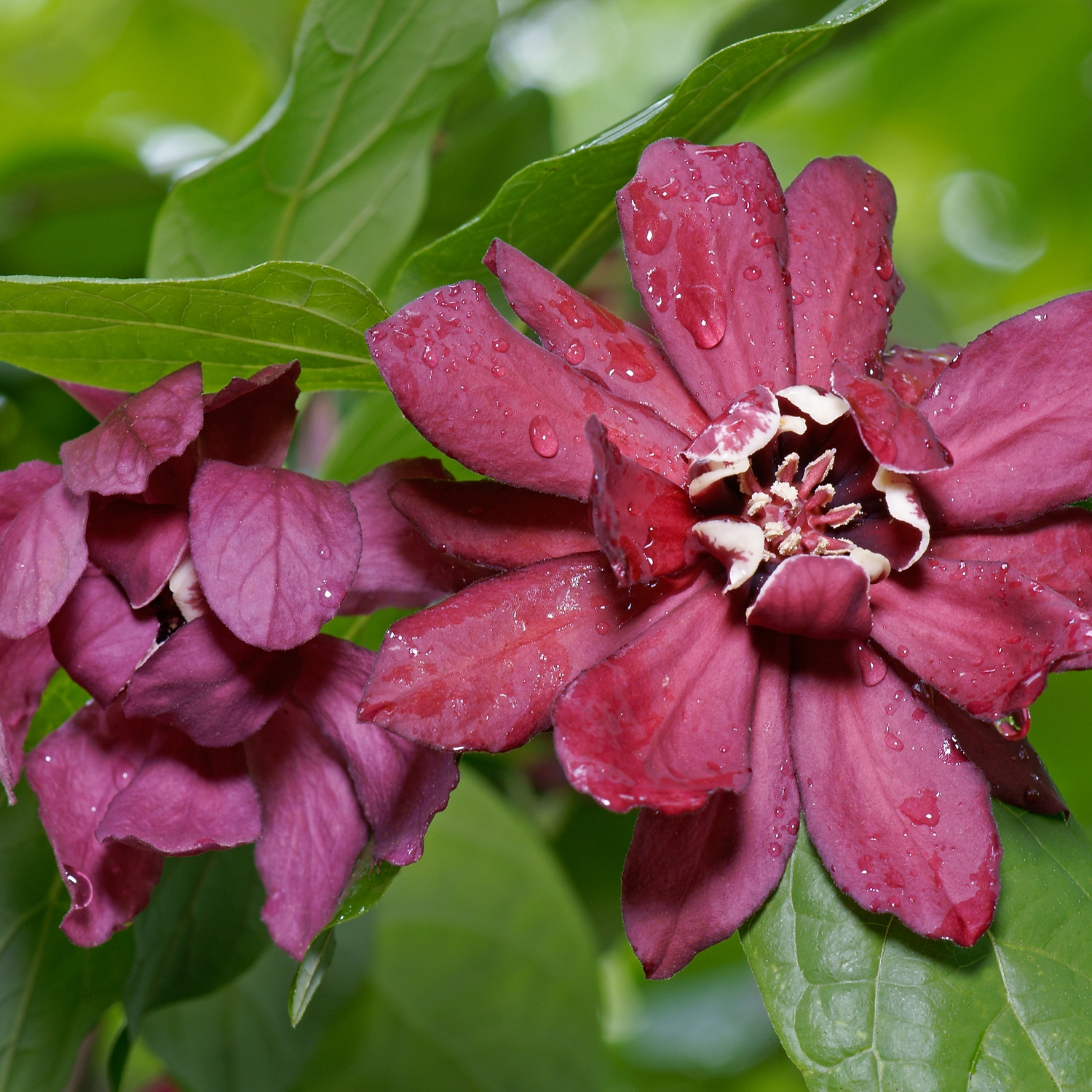 Kryddbuske Omnia Garden 150-200 cm