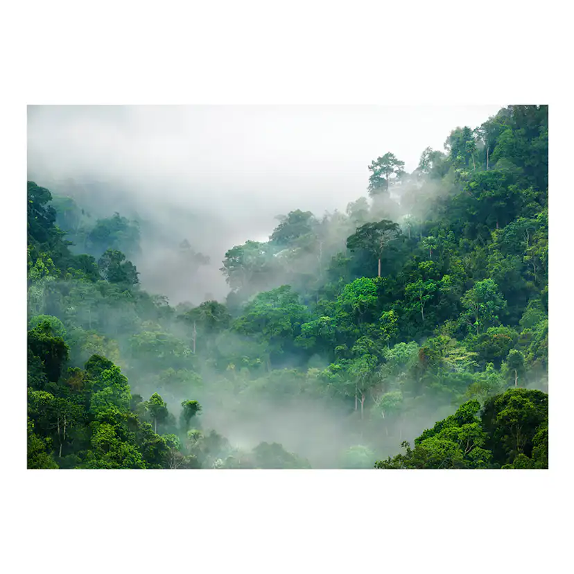 Fototapet Arkiio Morning Fog