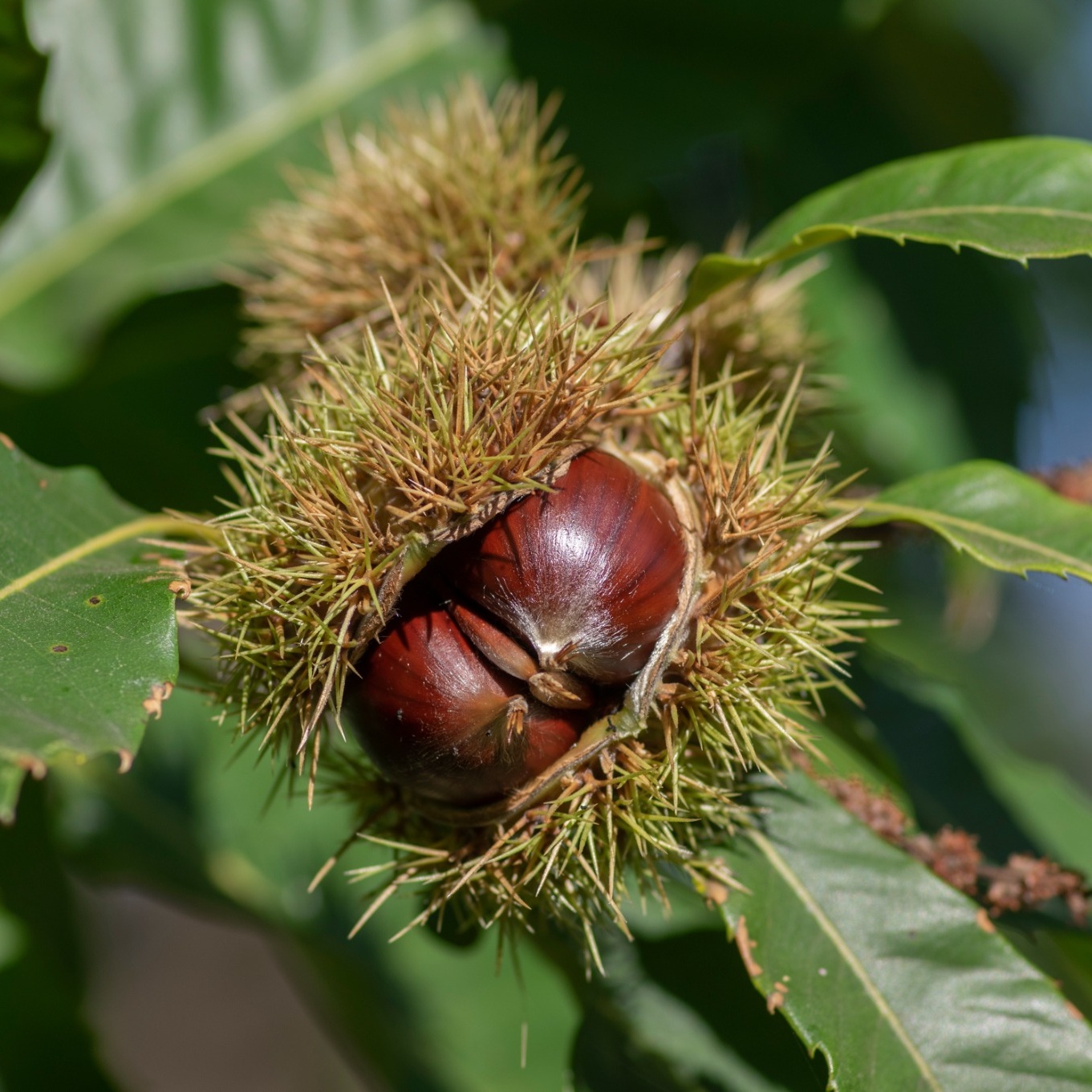 Äkta Kastanj Omnia Garden Castanea Sativa Högstam