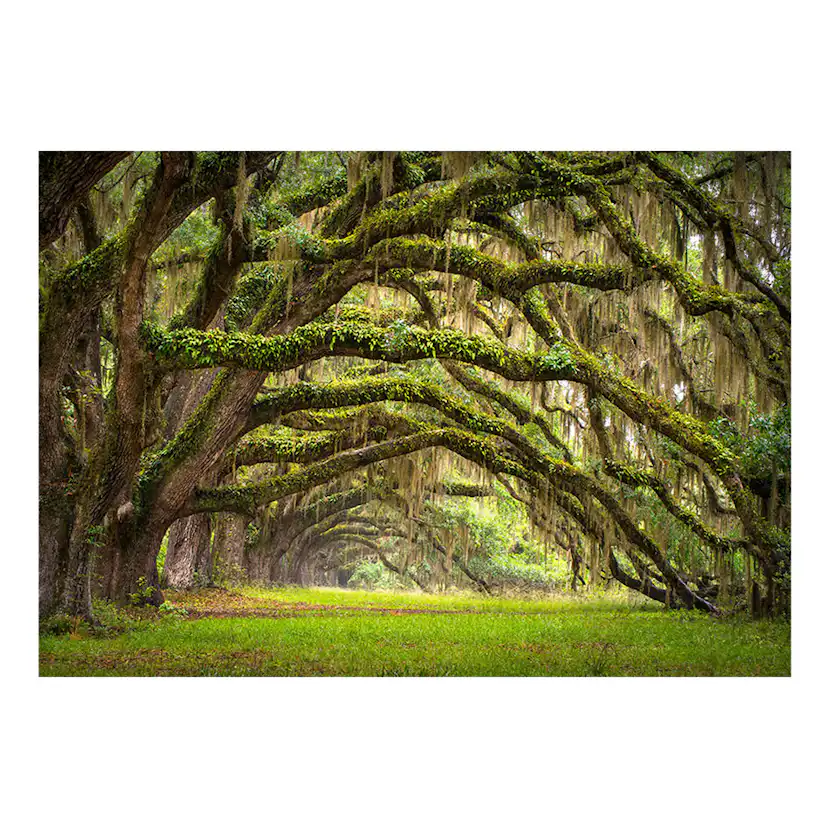 Fototapet Arkiio Tree Embrace