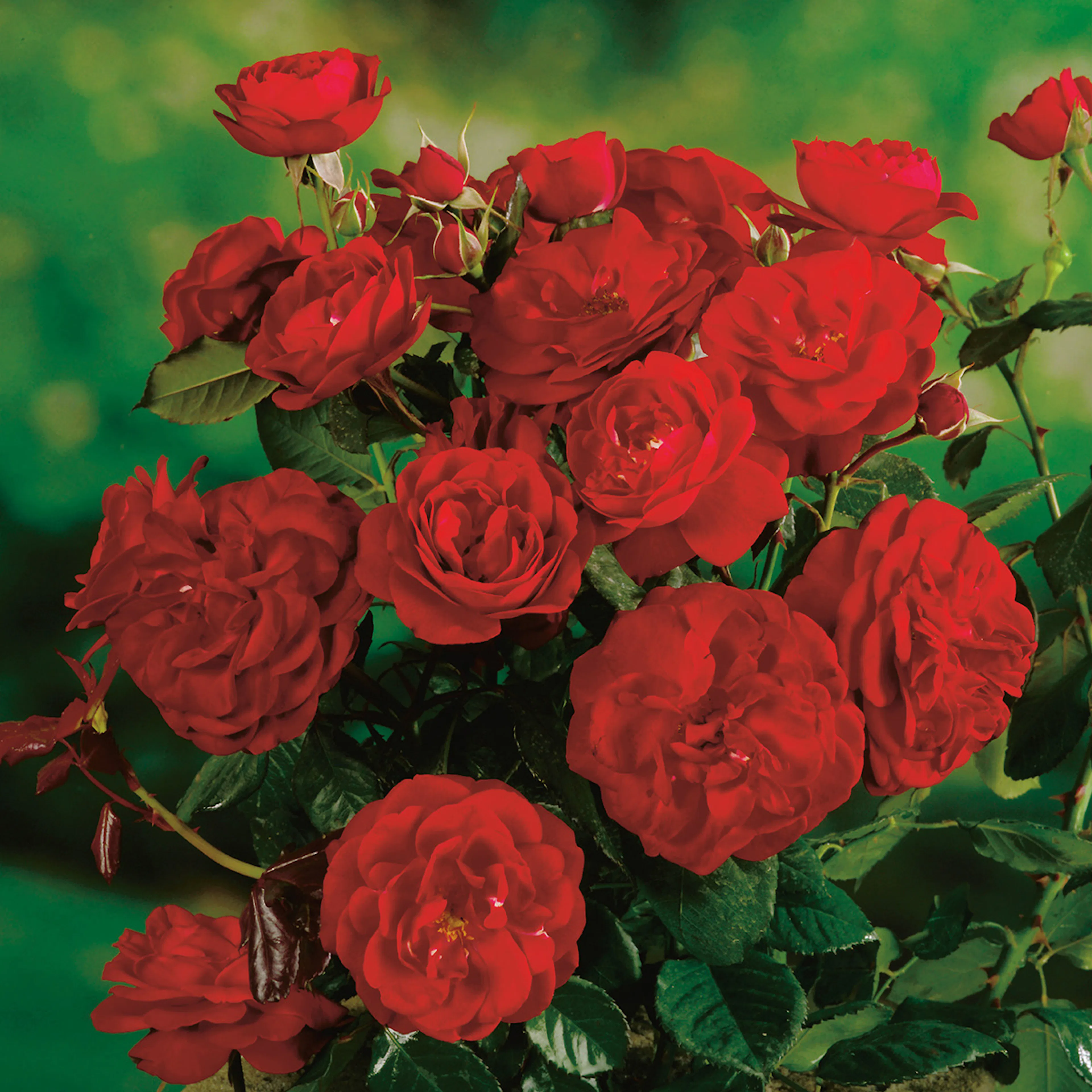 Rosa "Carl Philip", 10-pack 10-pack