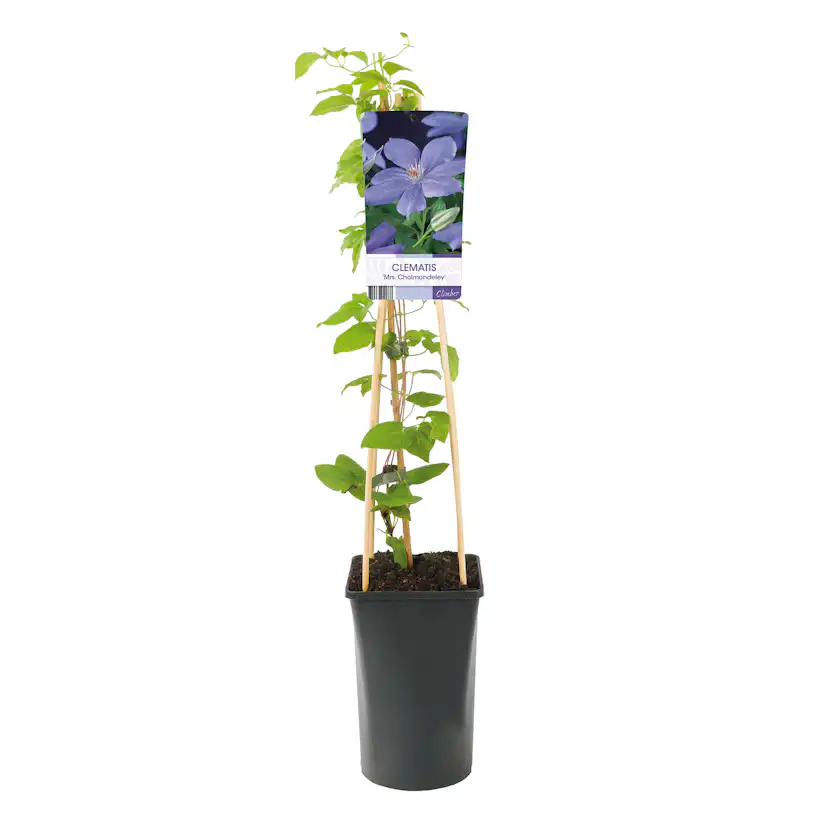 Klätterväxt Violettrosa Jackmanii Klematis Omnia Garden 40-60 cm