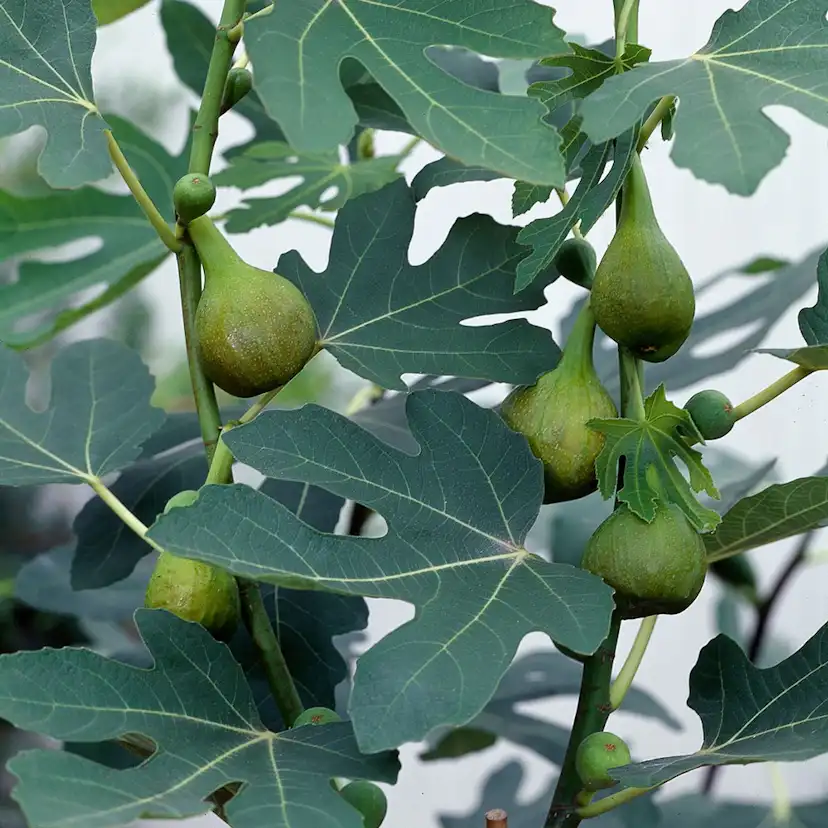 Ficus carica 'Bornholms Diamant', stam 60 cm Leveranshöjd: 30-40 cm