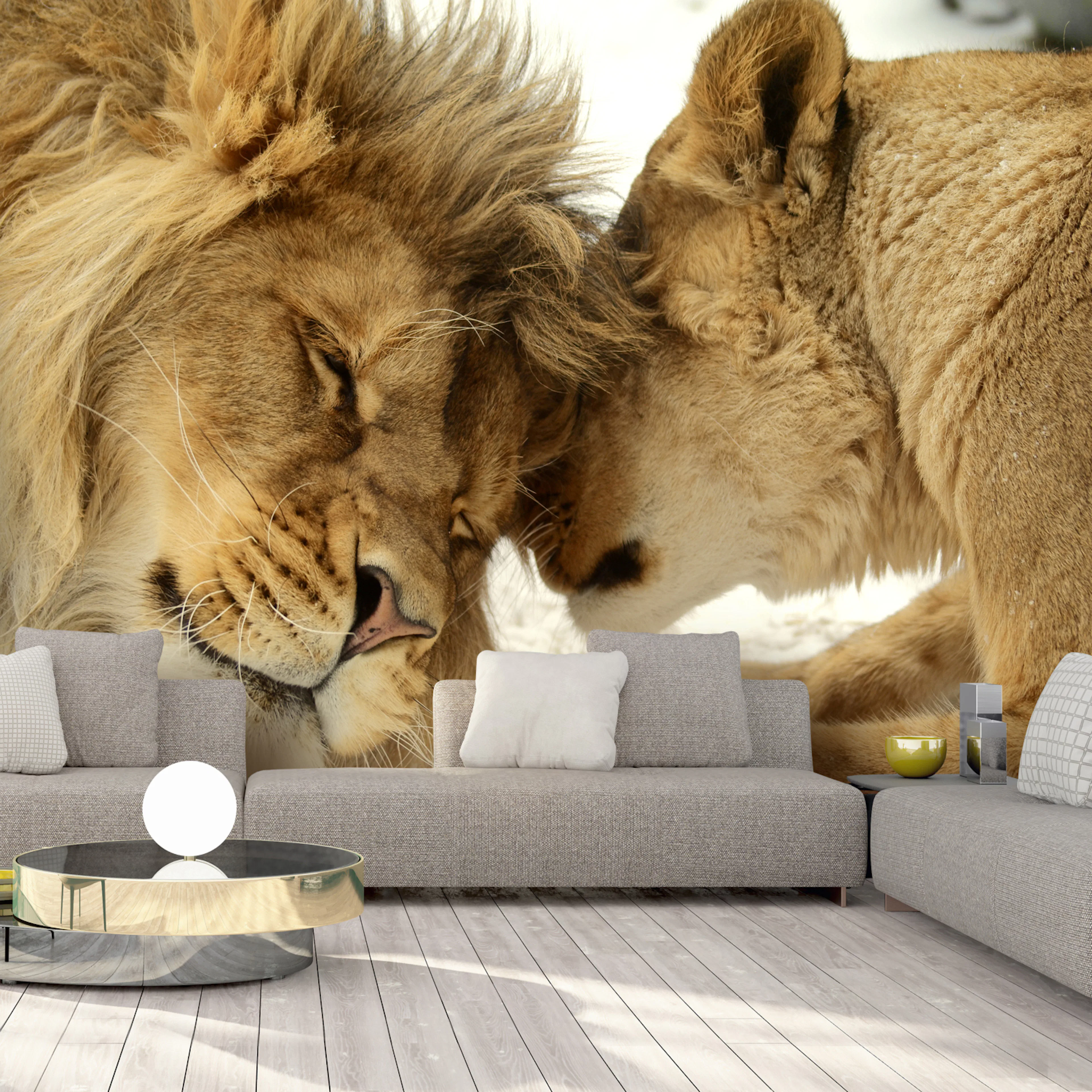 Fototapet - Lion Tenderness 450x315 450x315 cm