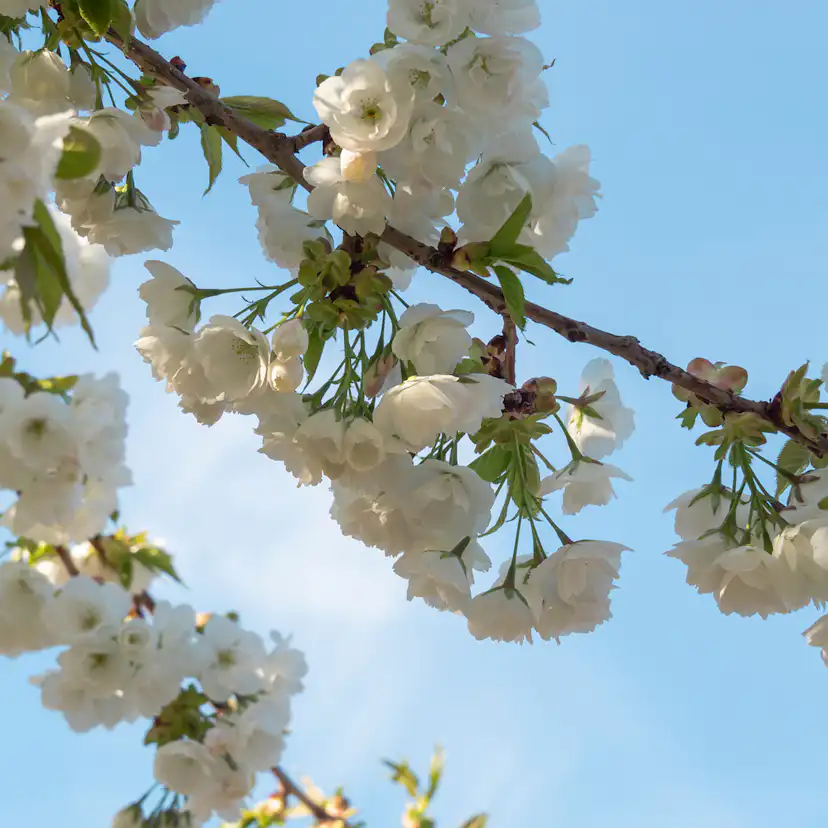 Högstamsträd Omnia Garden Sötkörsbär Fågelbär 300-400 cm