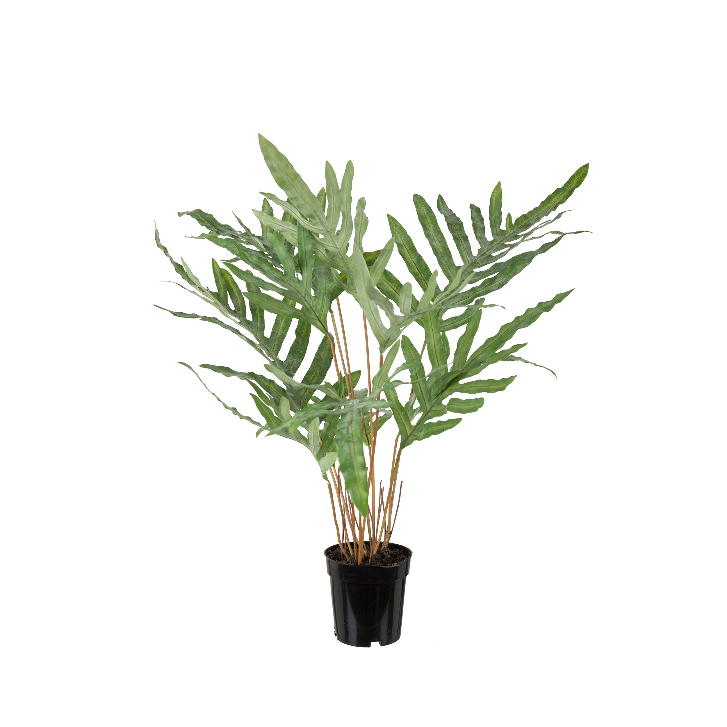 Konstväxt Mr Plant Ormbunke 75