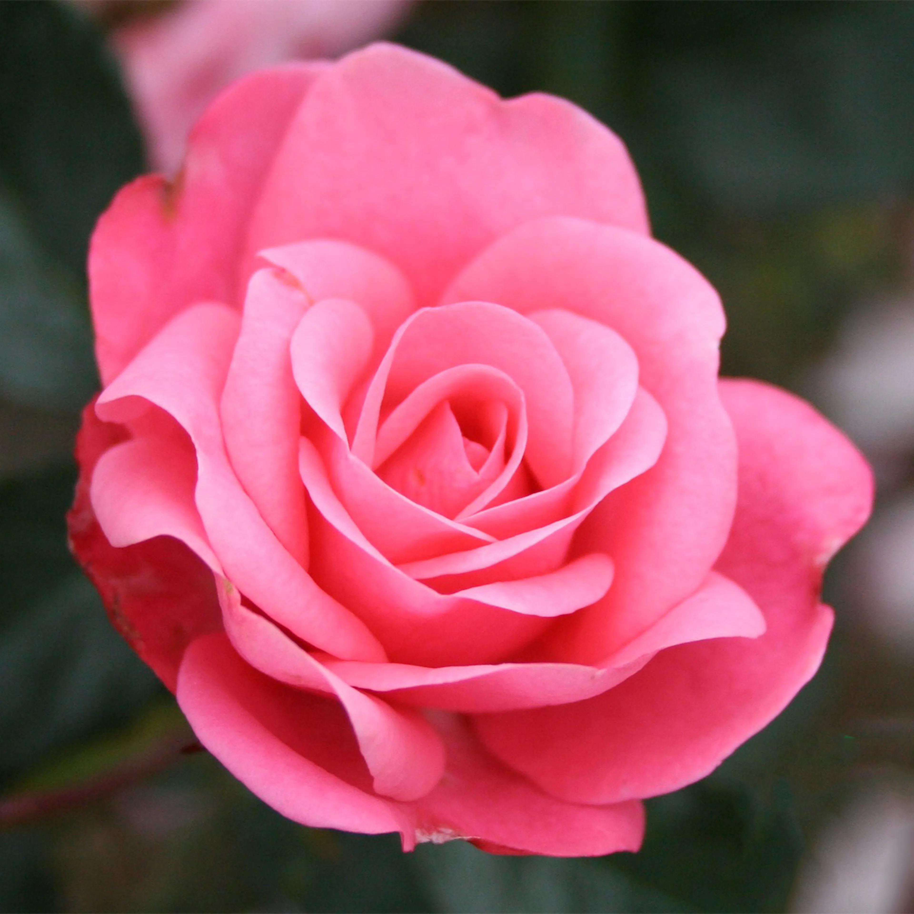 Rosa "Bella Rosa", 1-pack 1-pack