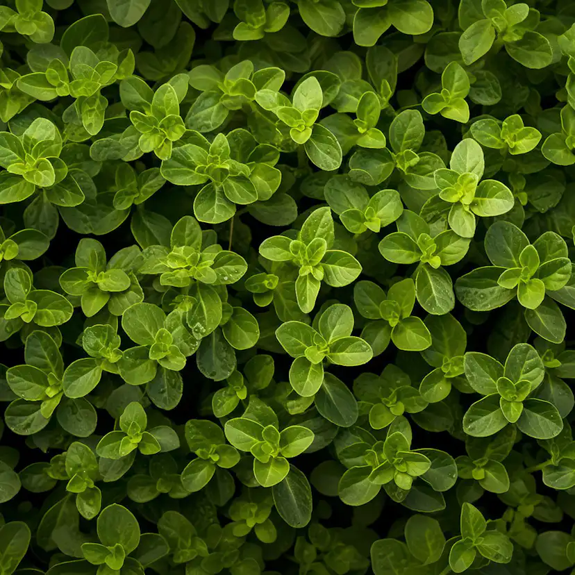Odlingsmatta Turfquick Oregano