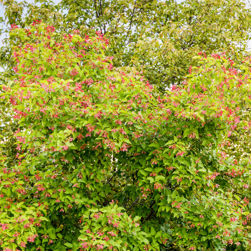 Lönn Omnia Garden Ginnala 50-80 cm