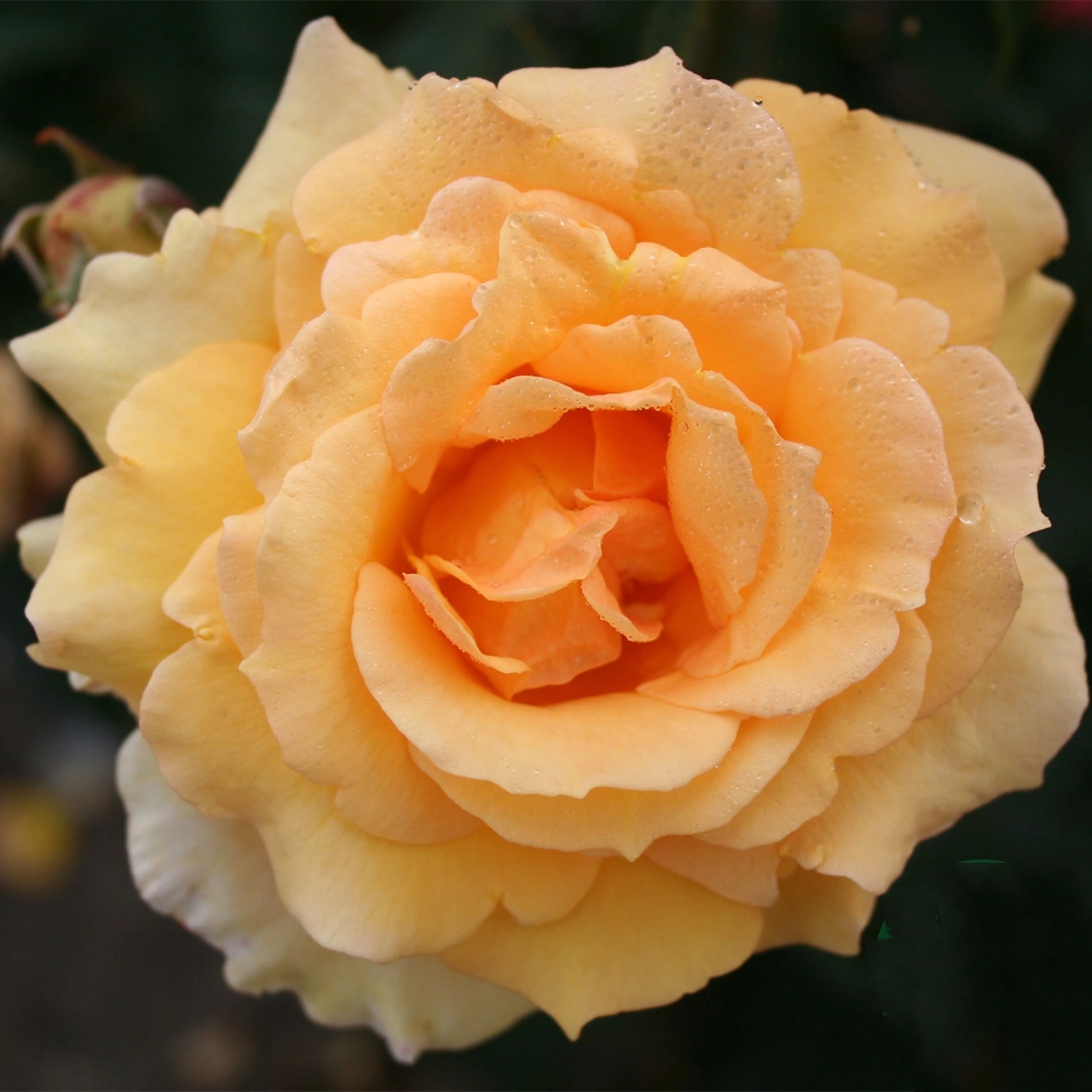 Rosa "Sophia Renaissance", 1-pack 1-pack