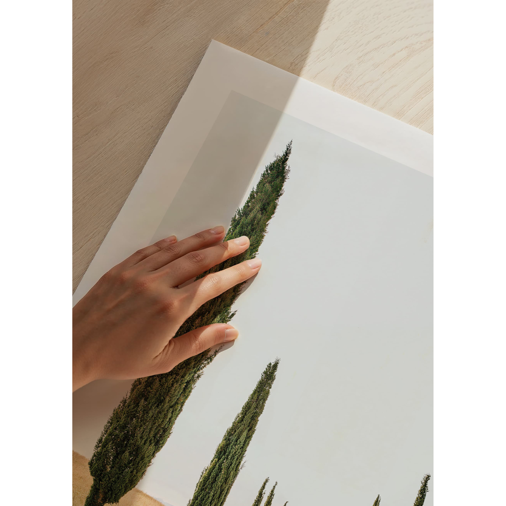 Poster Gallerix Tuscan Cypress Lane