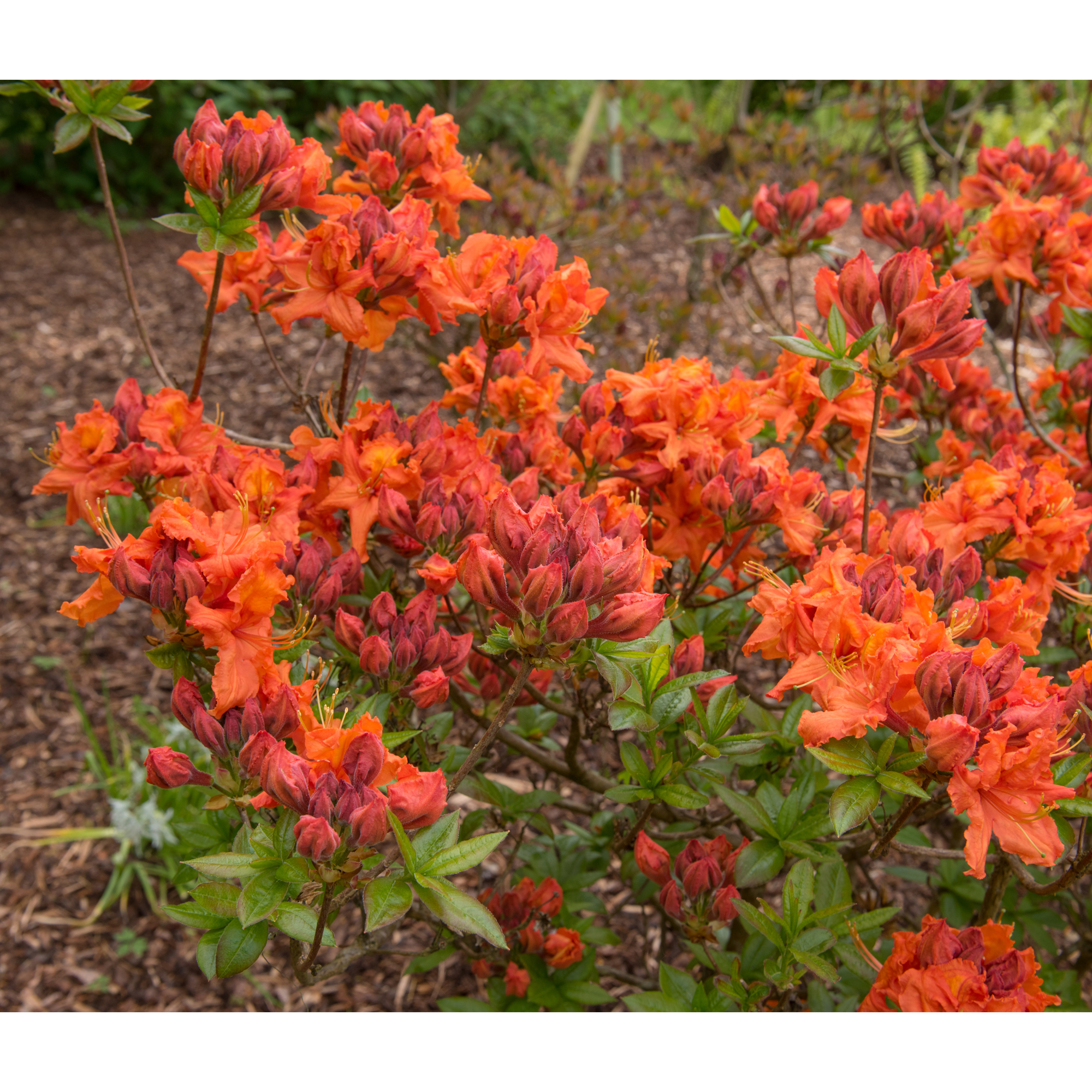 Rhododendron Azalea Omnia Garden Knaphill Gibraltar 30-40 cm