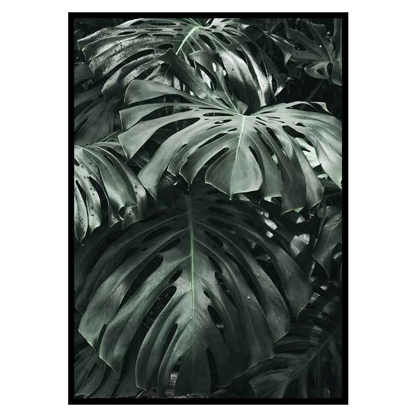 Poster Gallerix Monstera No3