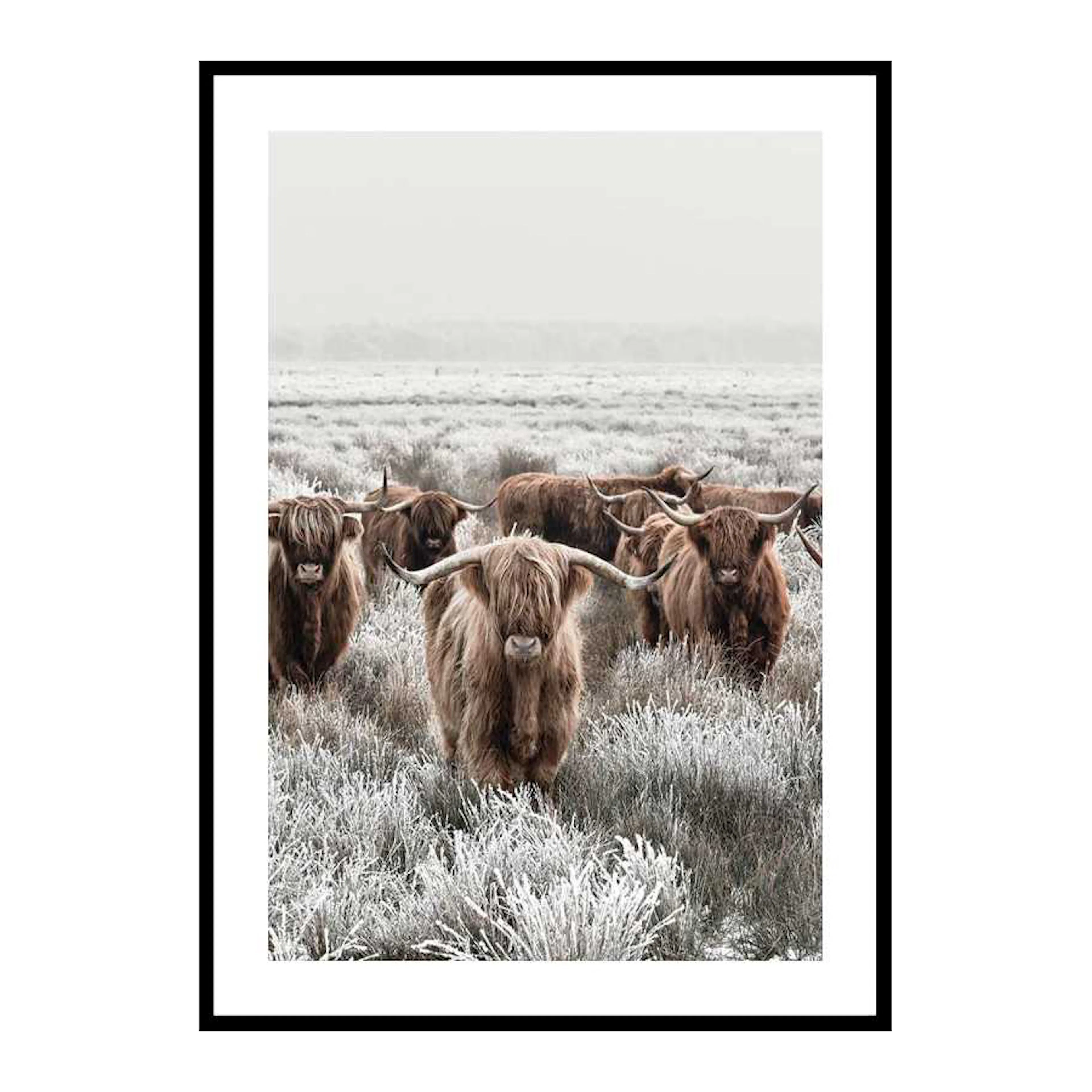 Scottish Highlanders 70x100 cm
