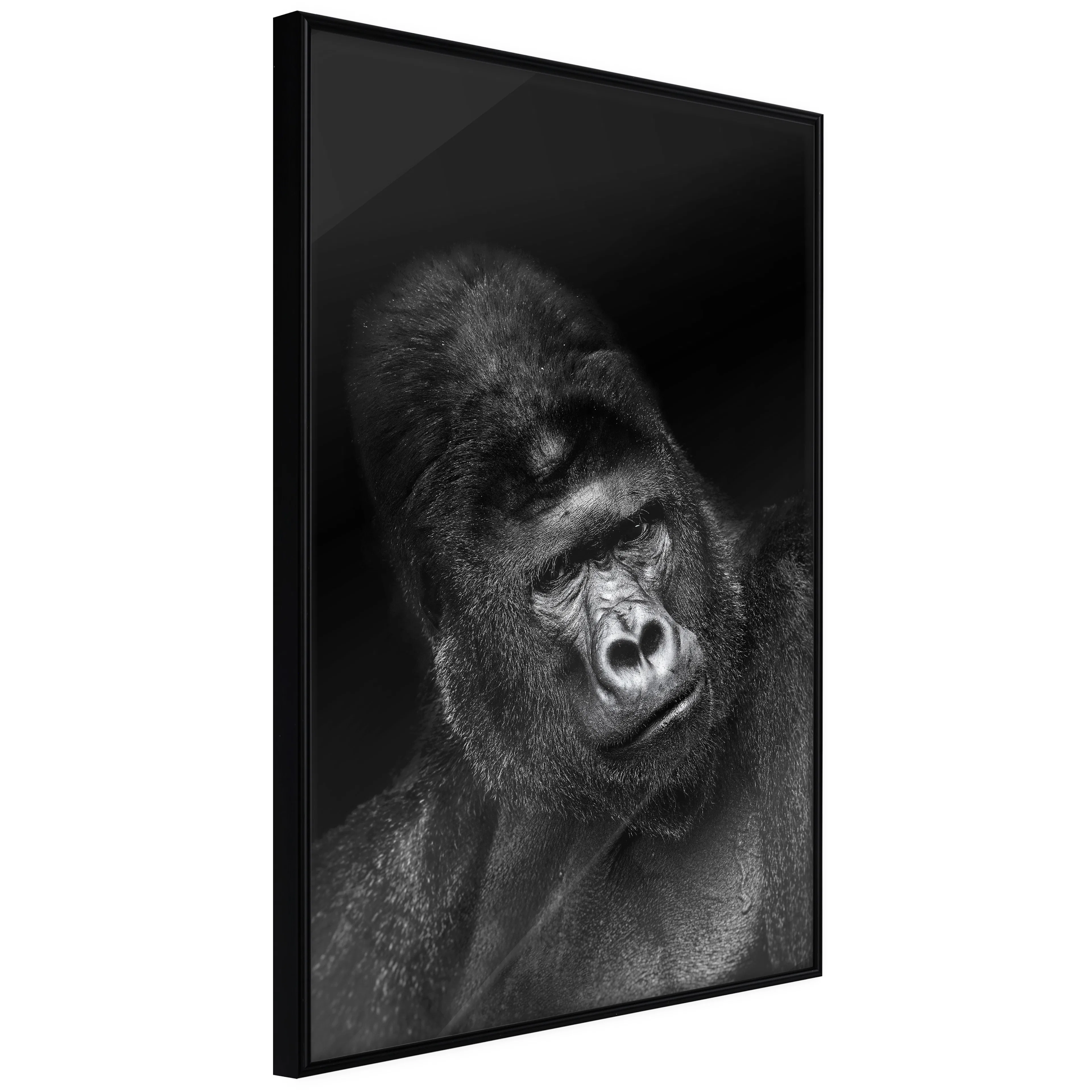Affisch - Gorilla [Poster] 40x60 Svart ram, 40x60 cm
