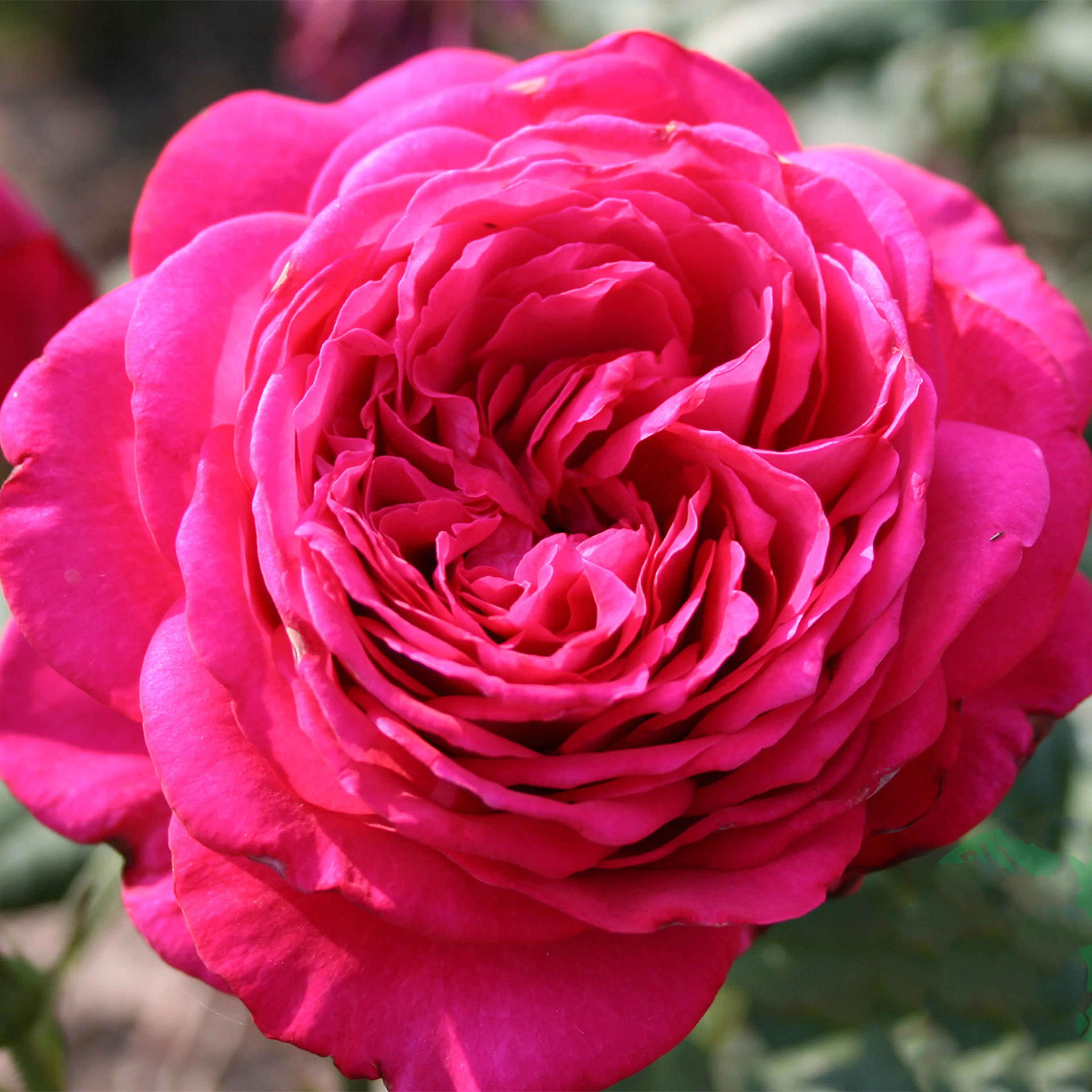 Rosa "Johann Wolfgang von Goethe", 5-pack 5-pack