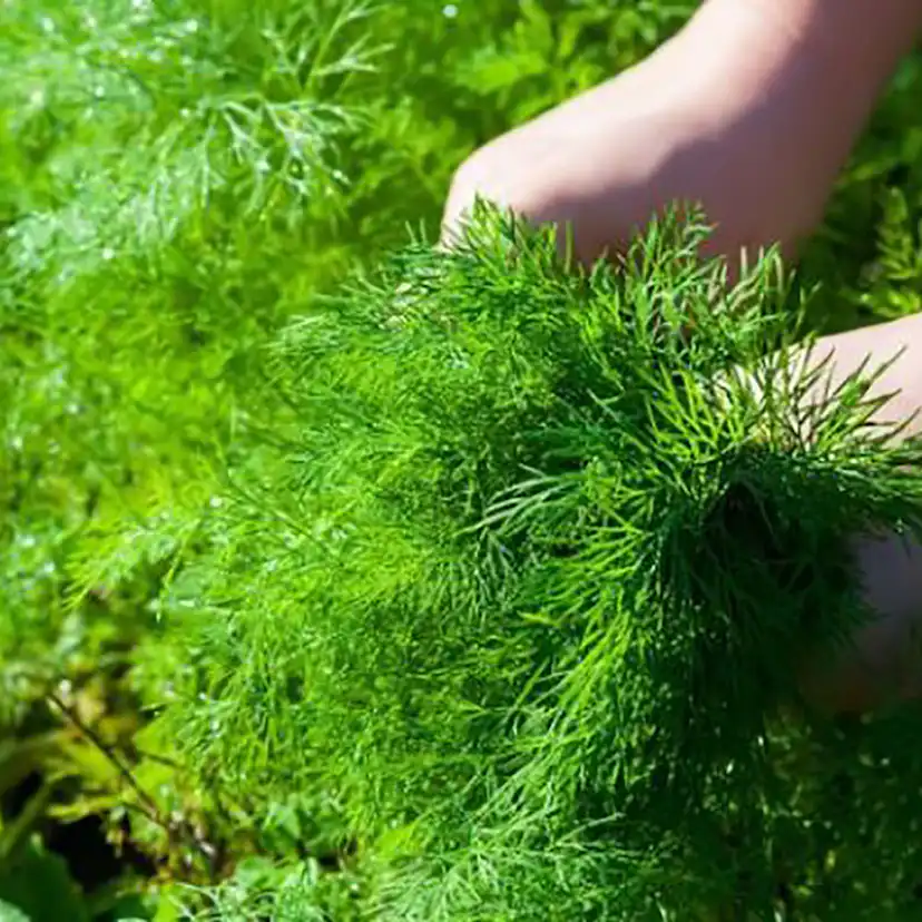 Odlingsmatta Turfquick Dill på odlingsmatta