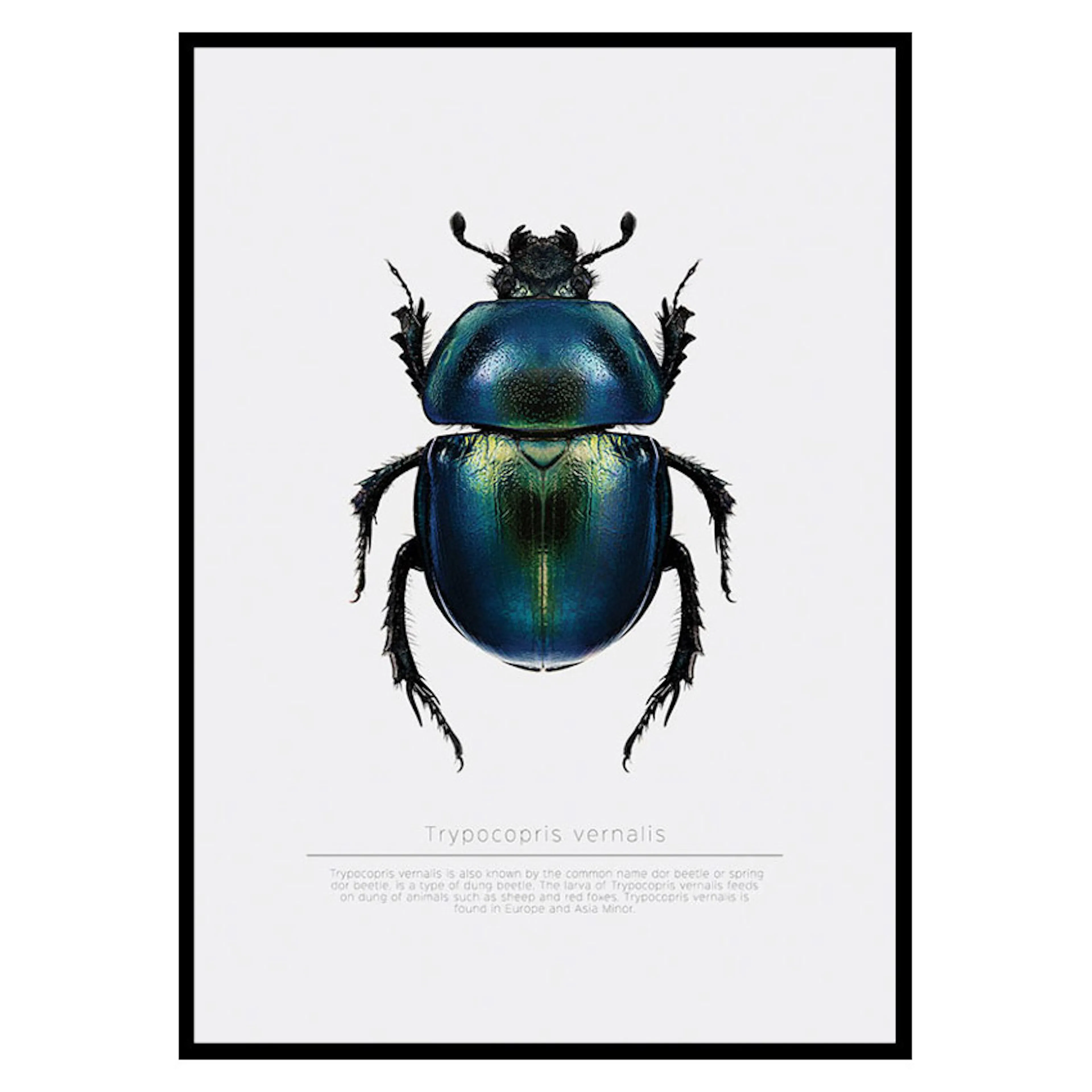 Poster Gallerix Beetle Display