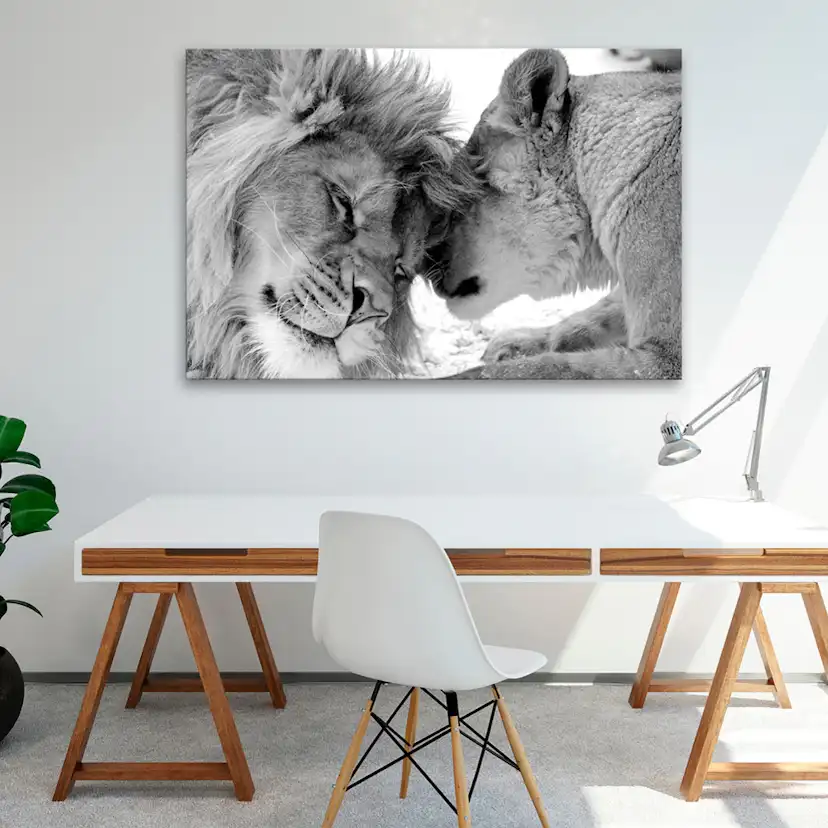 Tavla Arkiio Lion's Love
