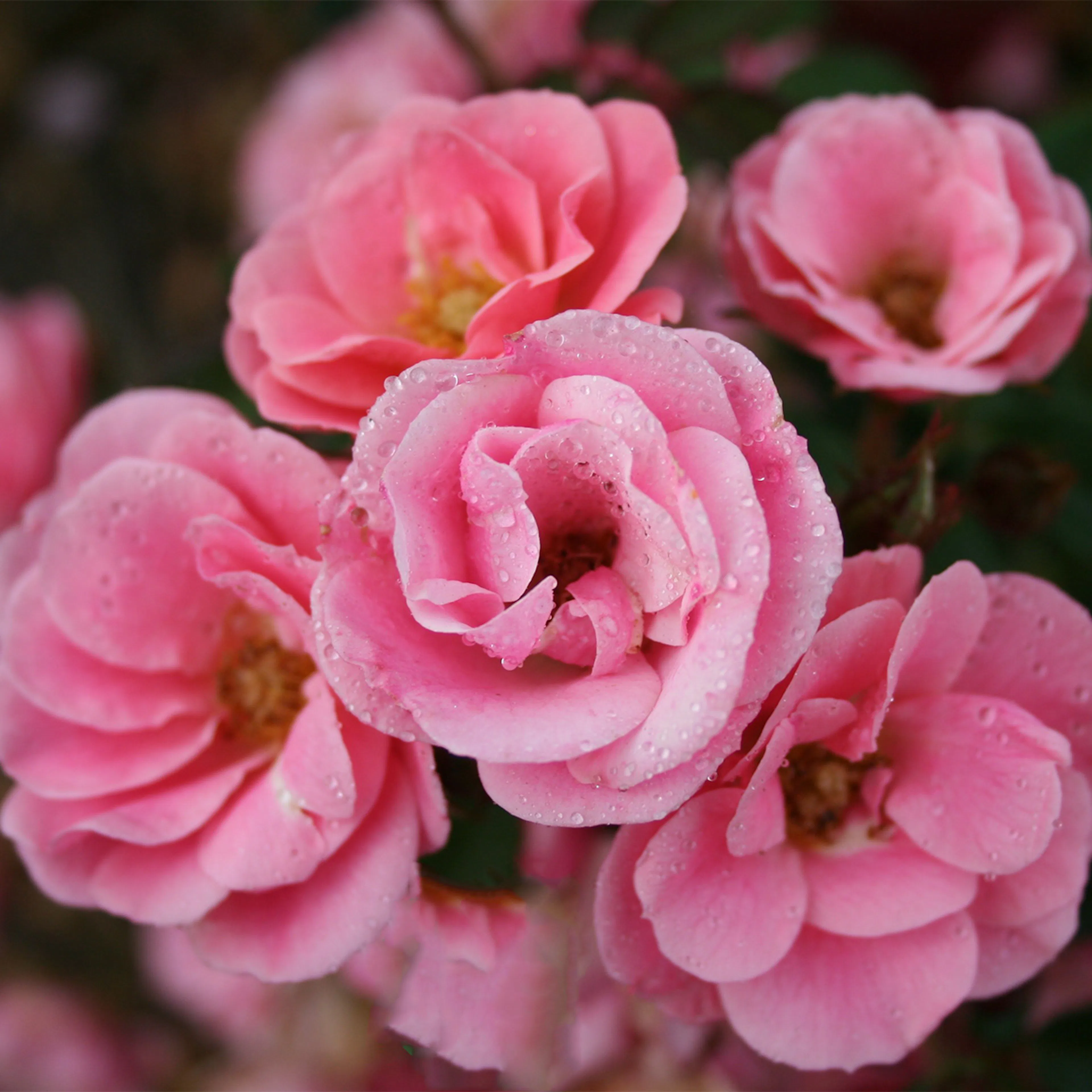 Rosa "Sweet Cover", 10-pack 10-pack