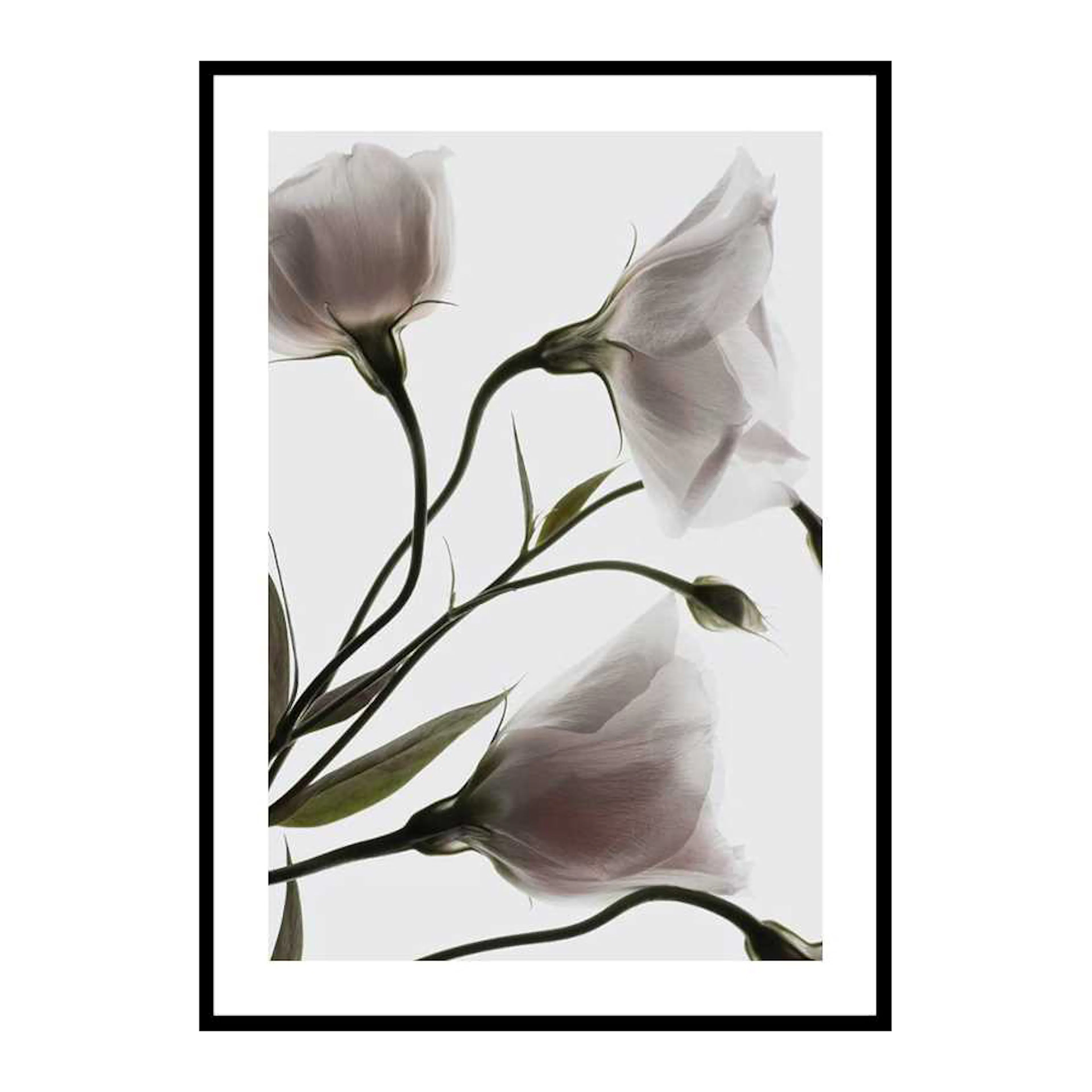 Three White Flowers 30x40 cm