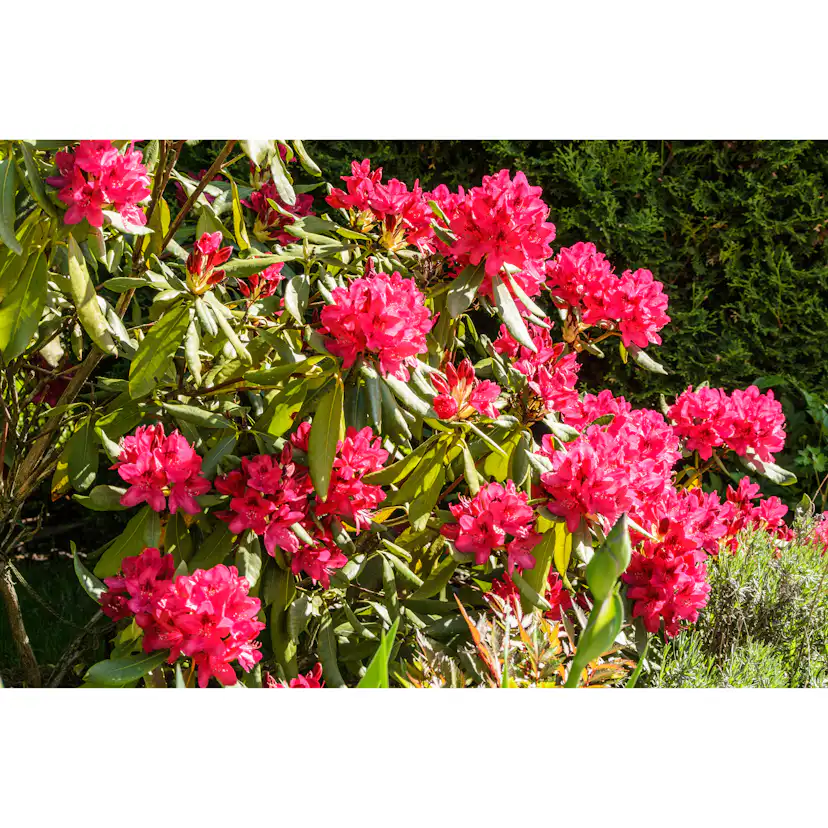 Rhododendron Omnia Garden Nova Zembla